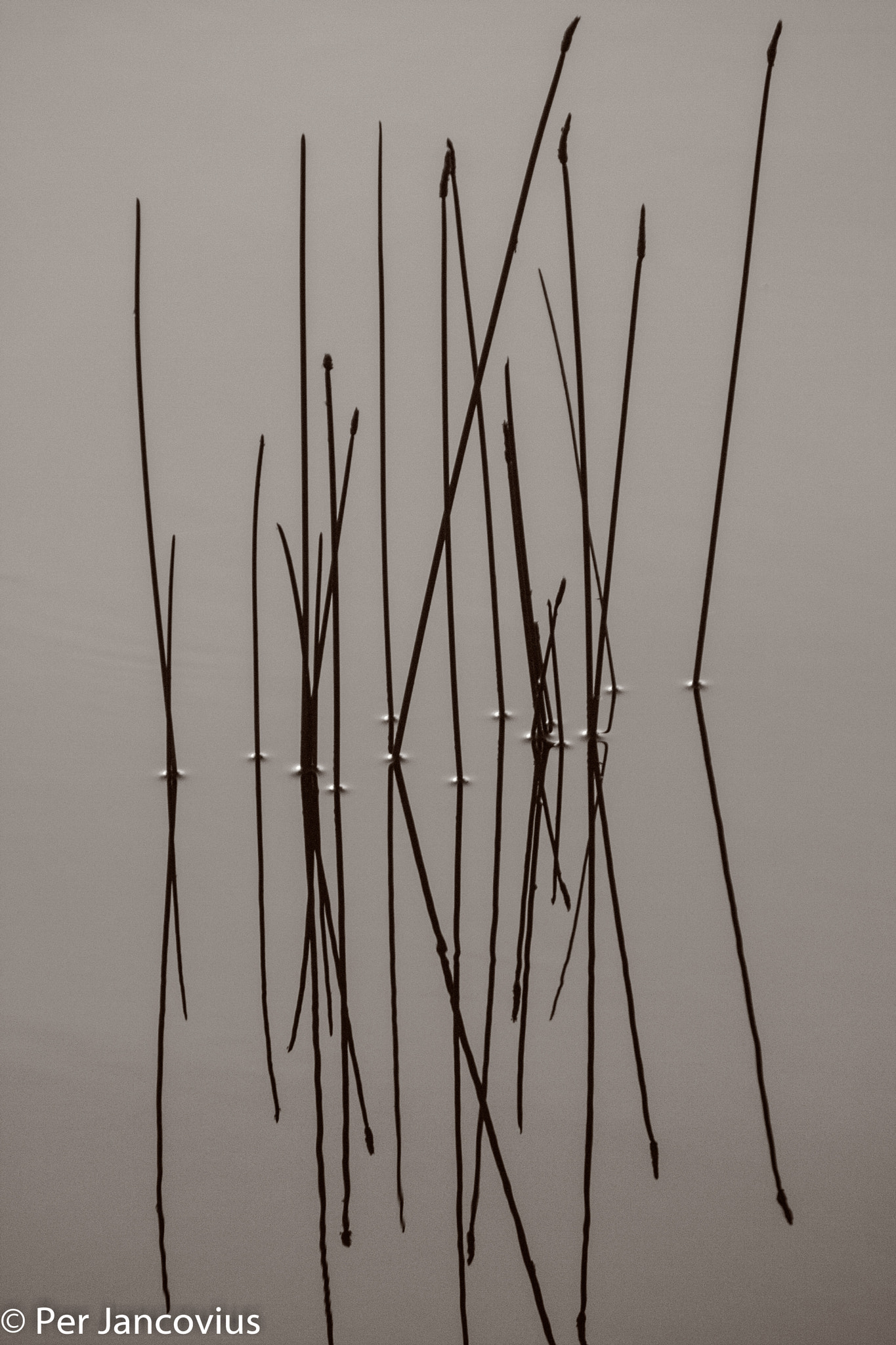 Canon EOS 40D sample photo. Simplicity (bnw) iv. photography