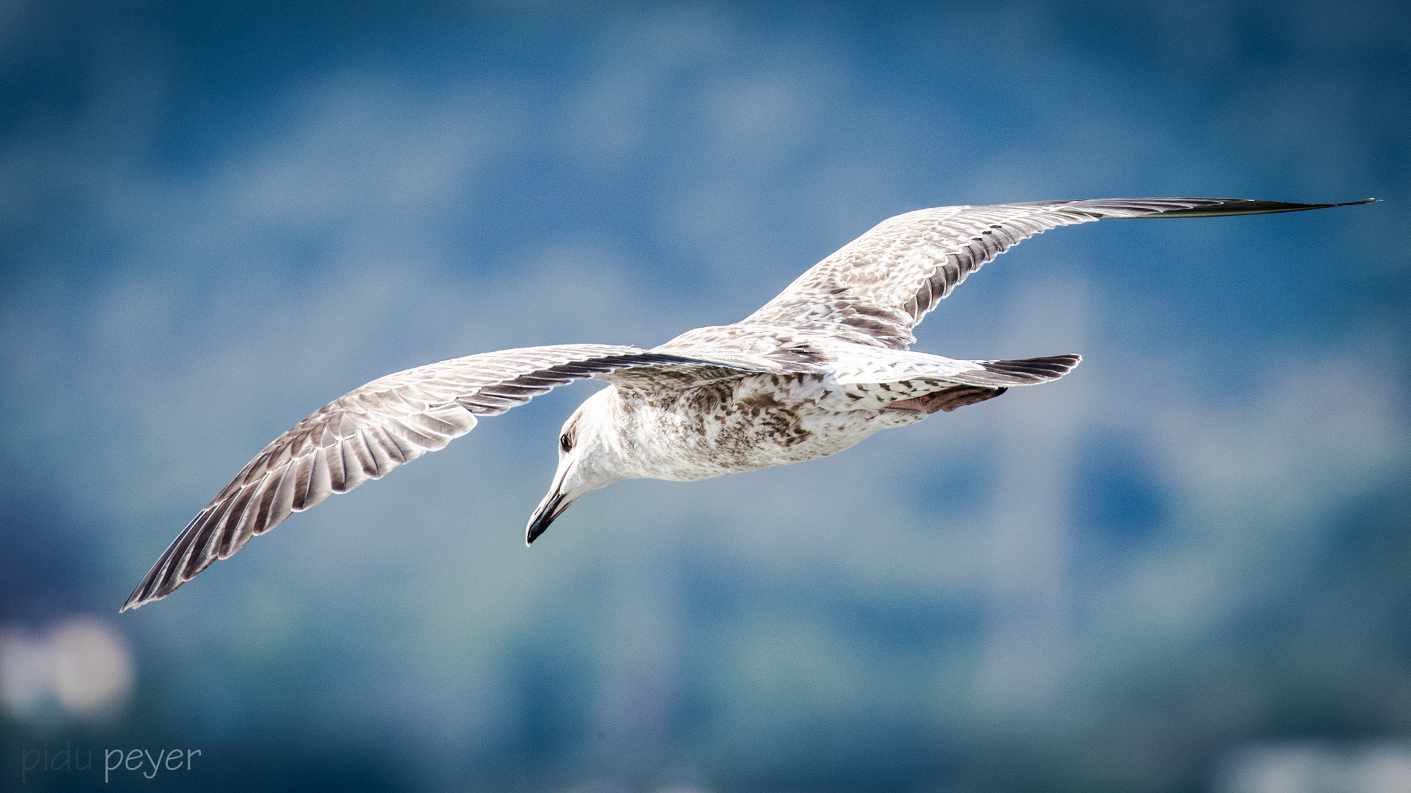 Nikon AF-S Nikkor 200-500mm F5.6E ED VR sample photo. Seagull photography