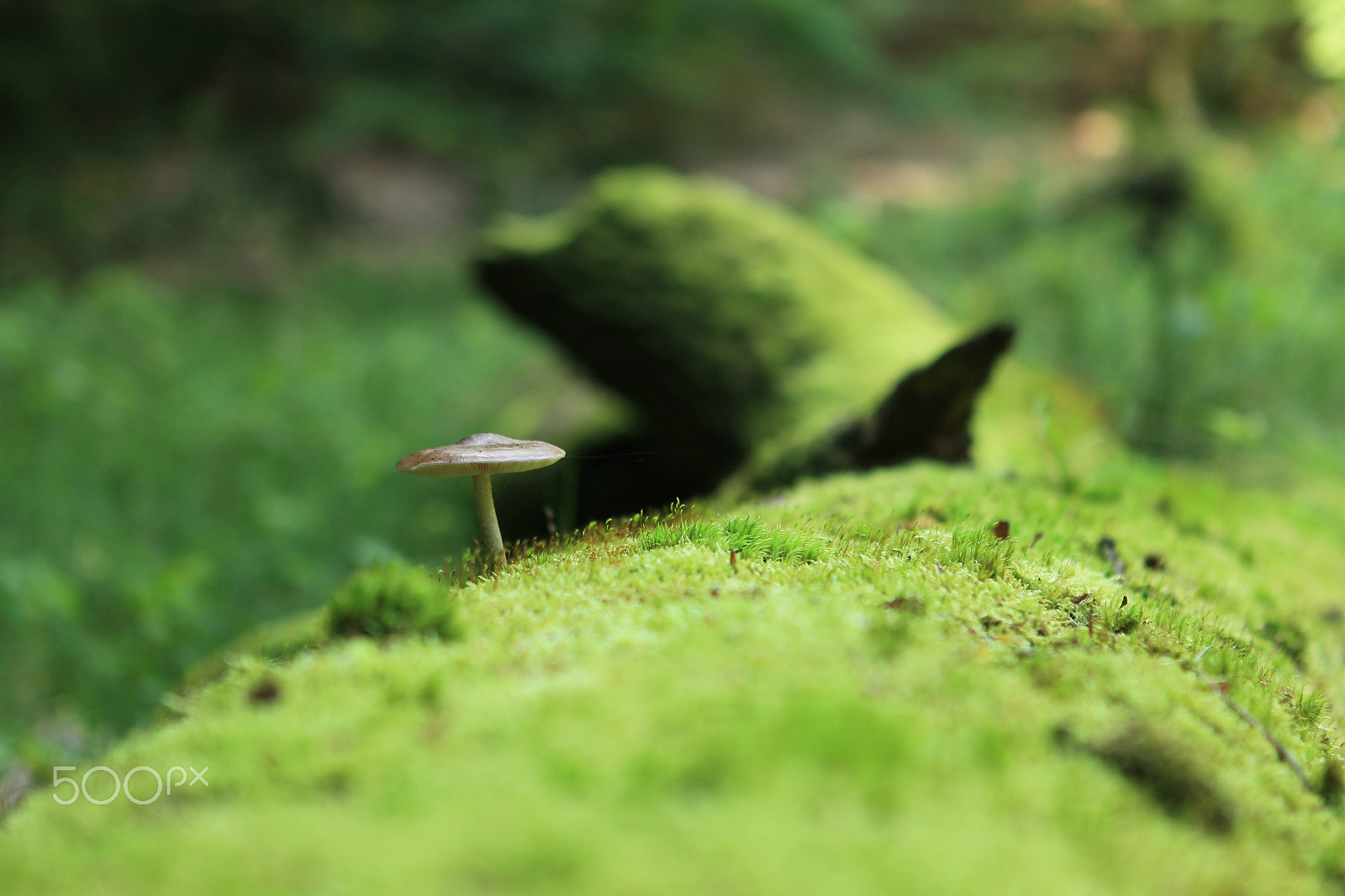 Canon EOS-1D Mark IV sample photo. Pilz und moos auf baum photography