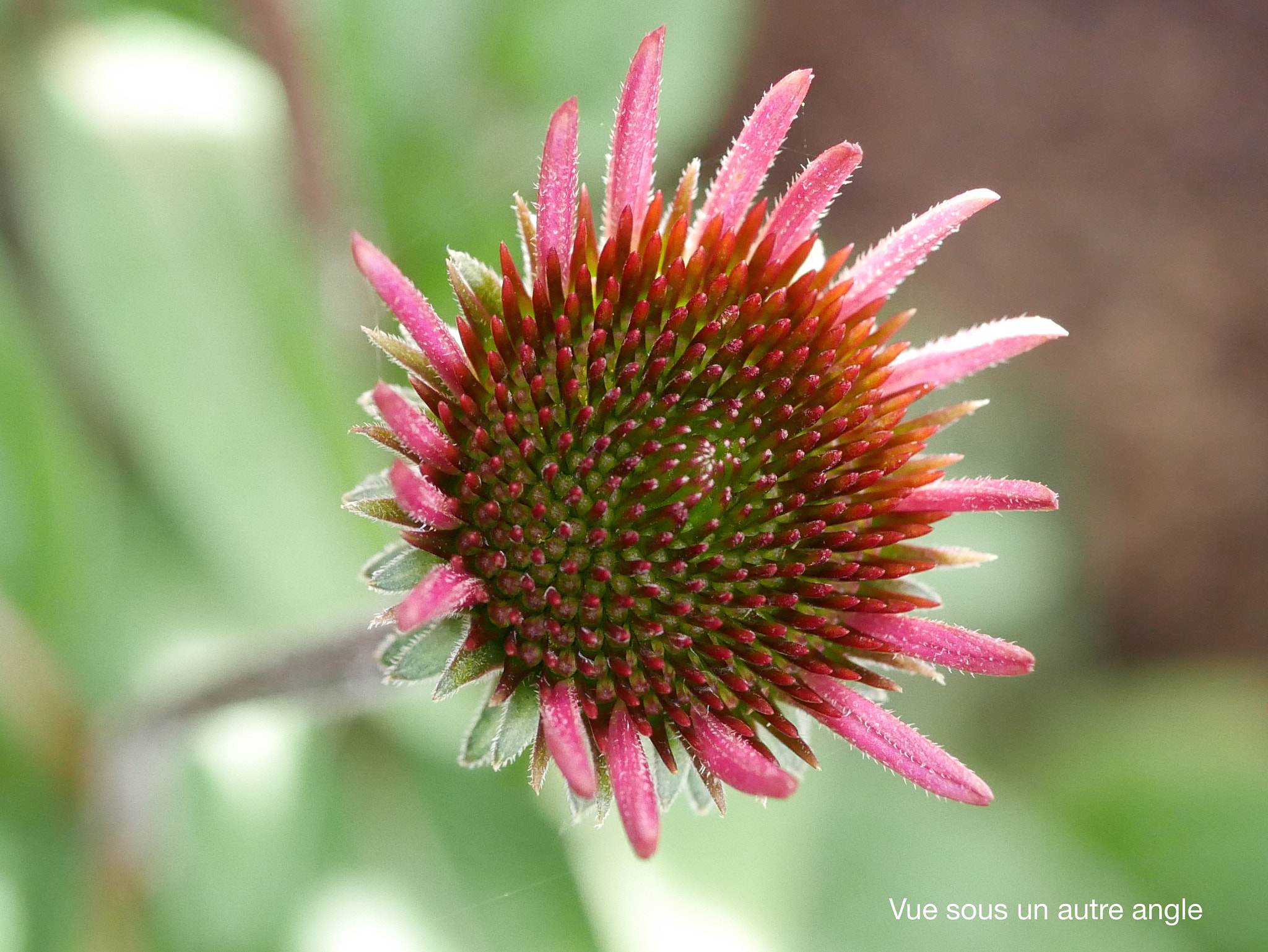 Panasonic Lumix G Macro 30mm F2.8 ASPH Mega OIS sample photo. Sous un autre angle photography