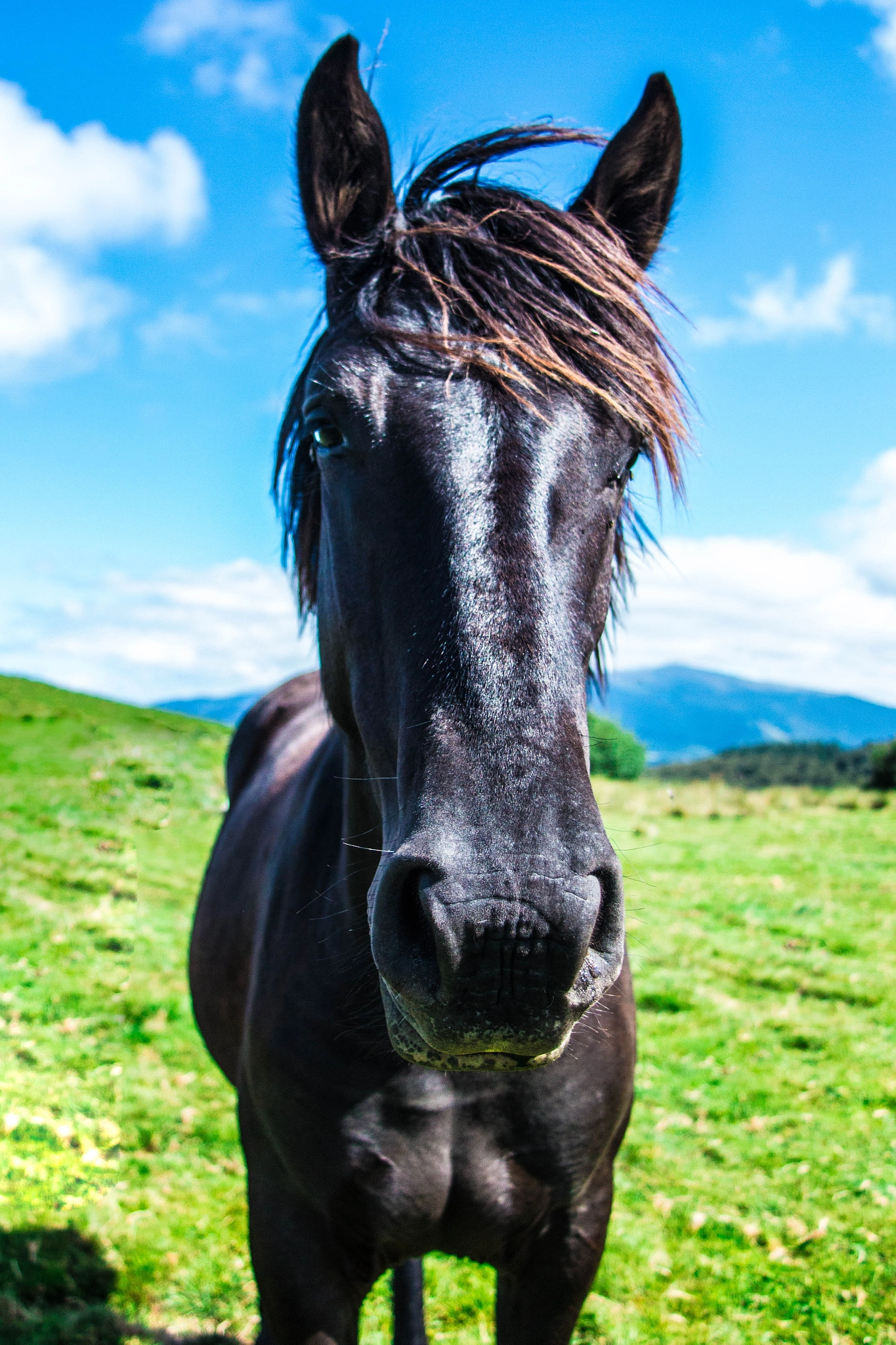 Canon EF 20-35mm F3.5-4.5 USM sample photo. A merens in the mountains :) photography