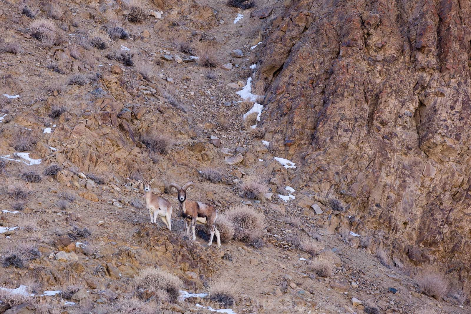 Canon EOS 5DS R + Canon EF 500mm F4L IS USM sample photo. Urial dans les contreforts de la chaine du ladakh photography