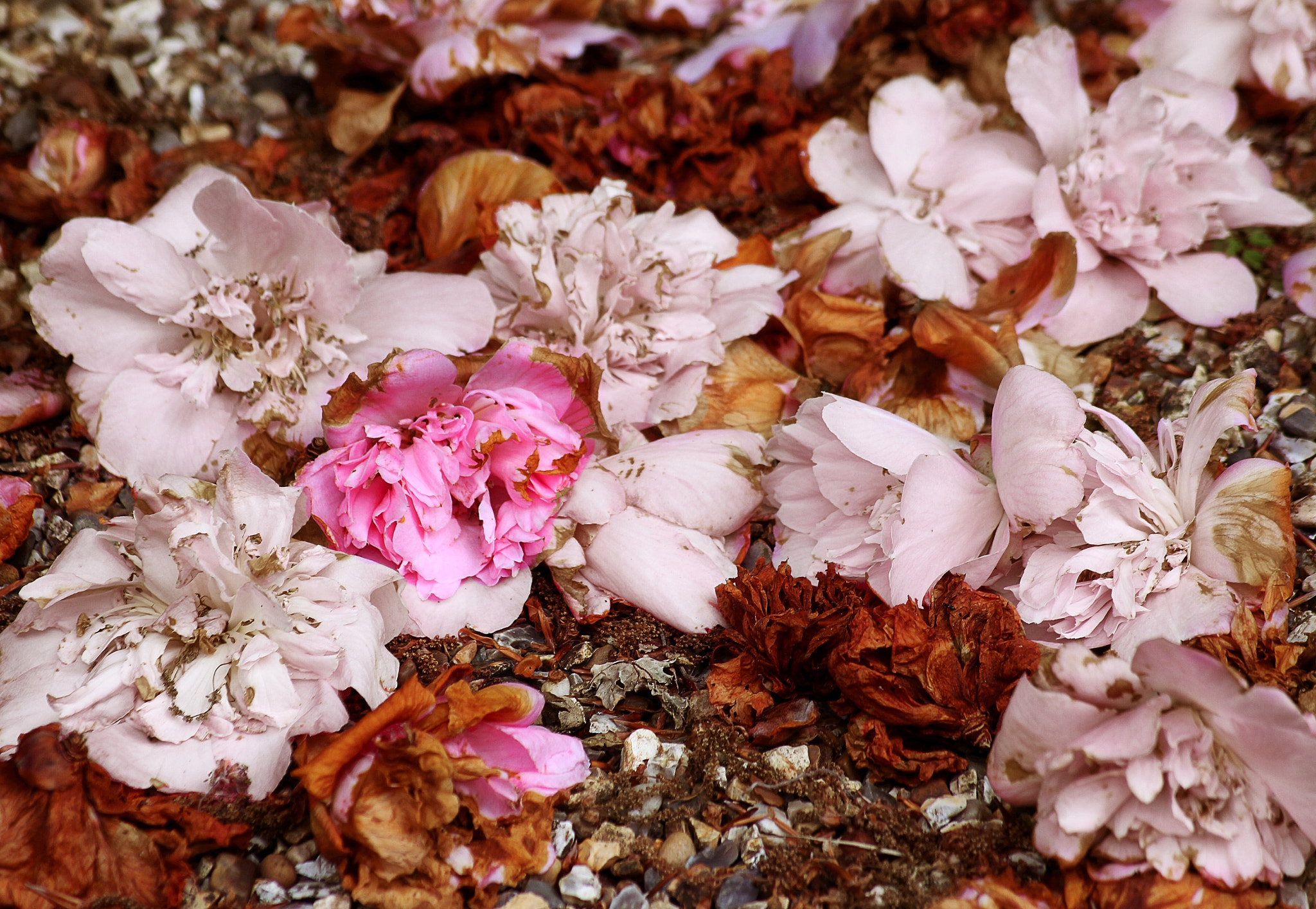Canon 55-200mm sample photo
