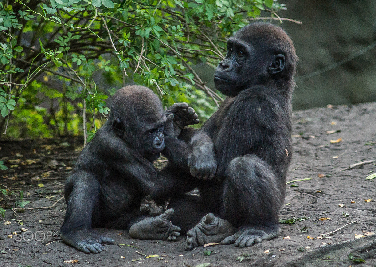 Sony a99 II + Minolta AF 80-200mm F2.8 HS-APO G sample photo. Let's play brother (1) - baby gorilla 2016 photography