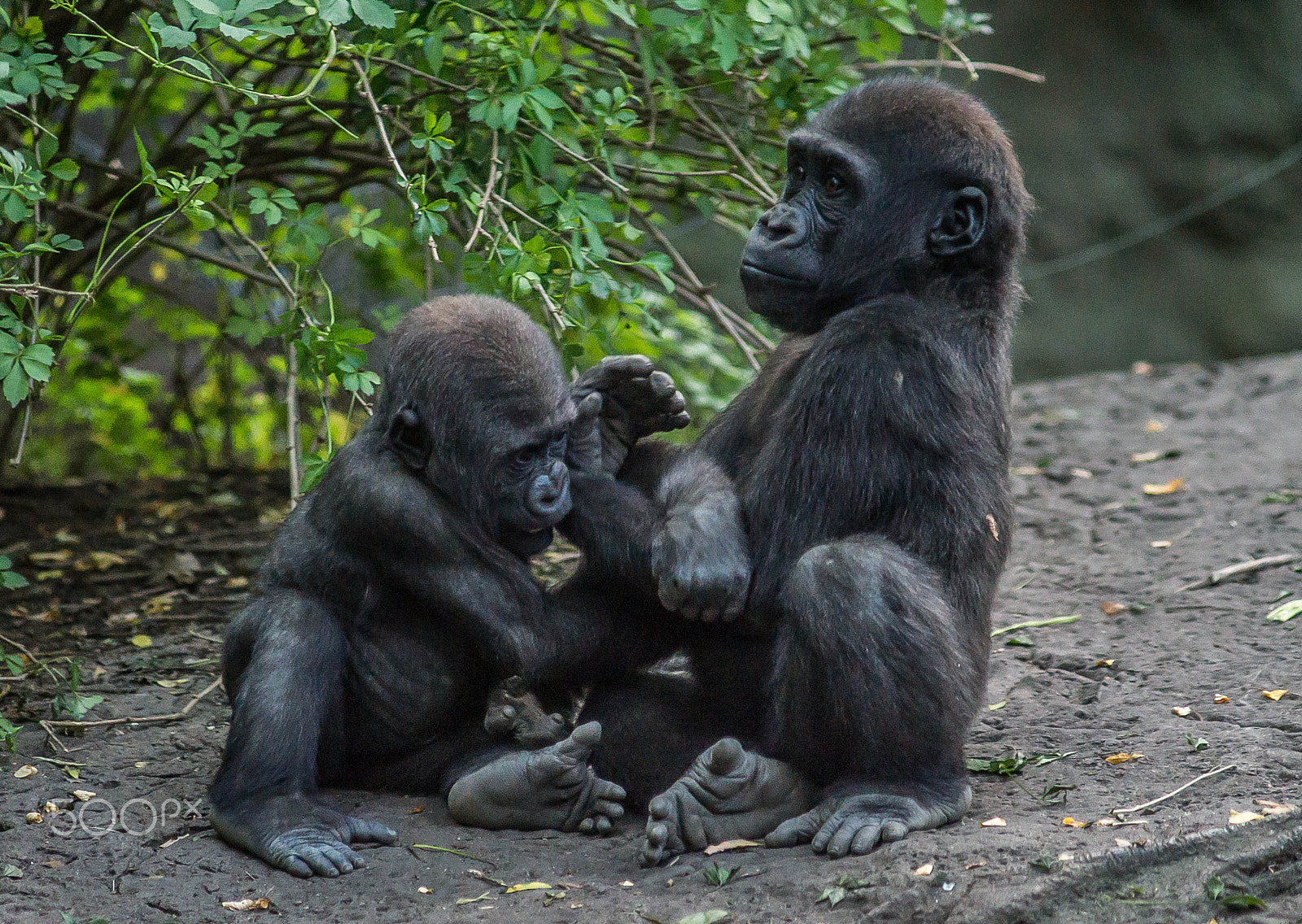 Minolta AF 80-200mm F2.8 HS-APO G sample photo. Let's play brother (1) - baby gorilla 2016 photography