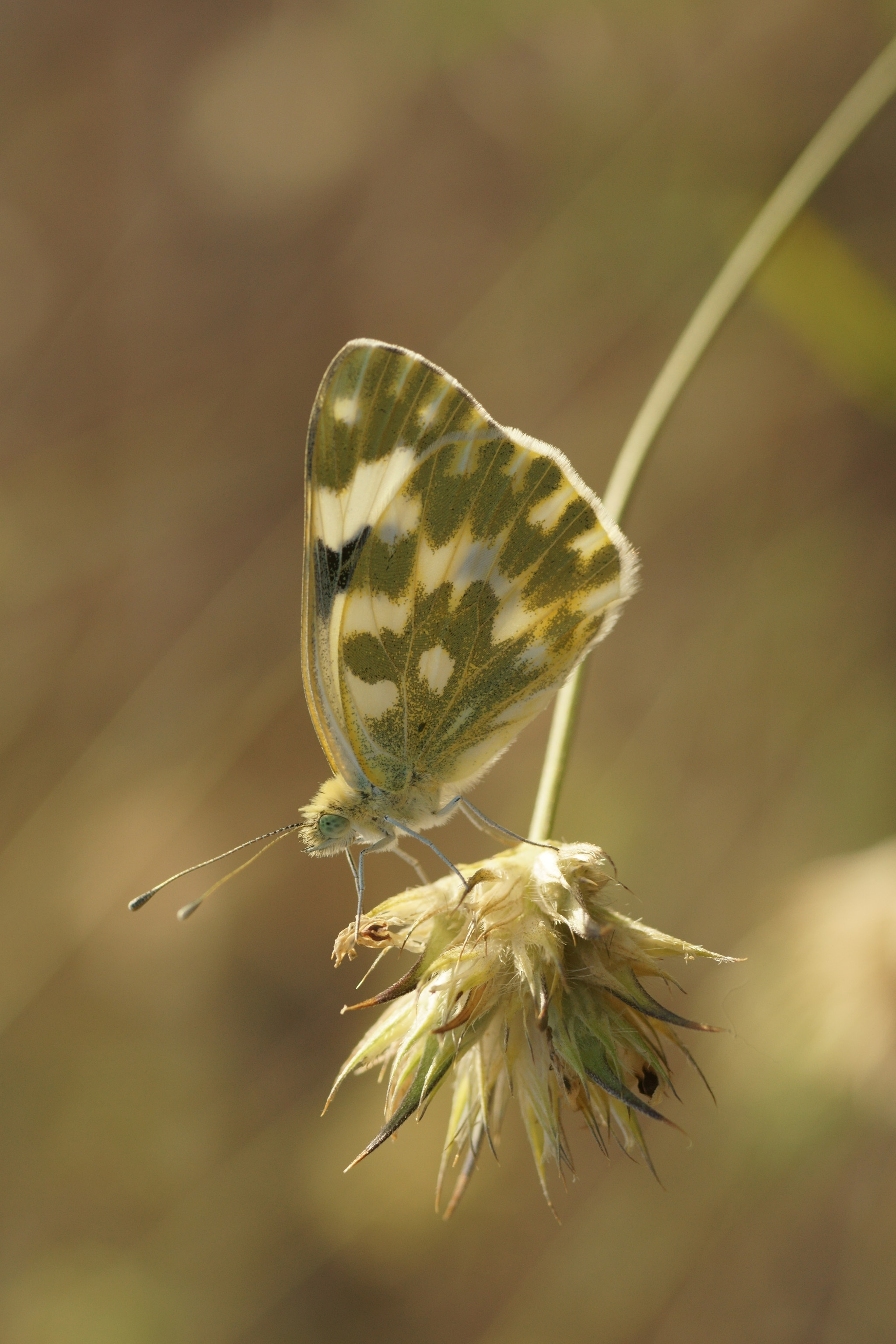 Sony a6000 + Tamron SP AF 90mm F2.8 Di Macro sample photo. Pontia daplidice photography