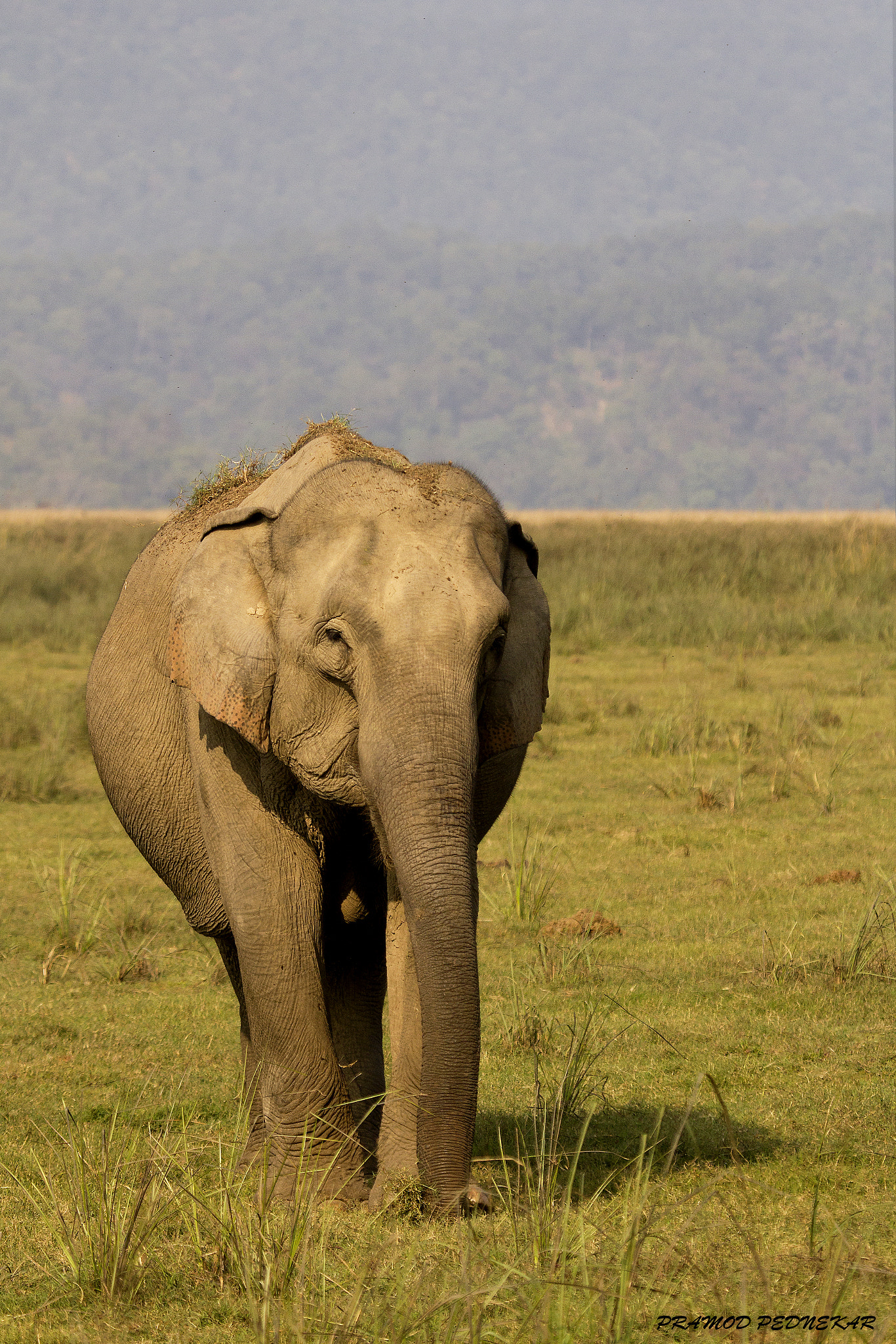Canon EF 100-400mm F4.5-5.6L IS USM sample photo. The elephant from corbett photography