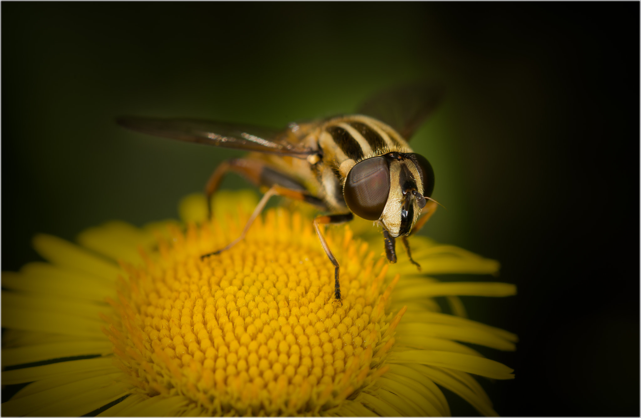 Sigma 105mm F2.8 EX DG OS HSM sample photo. Bee's & fly's photography