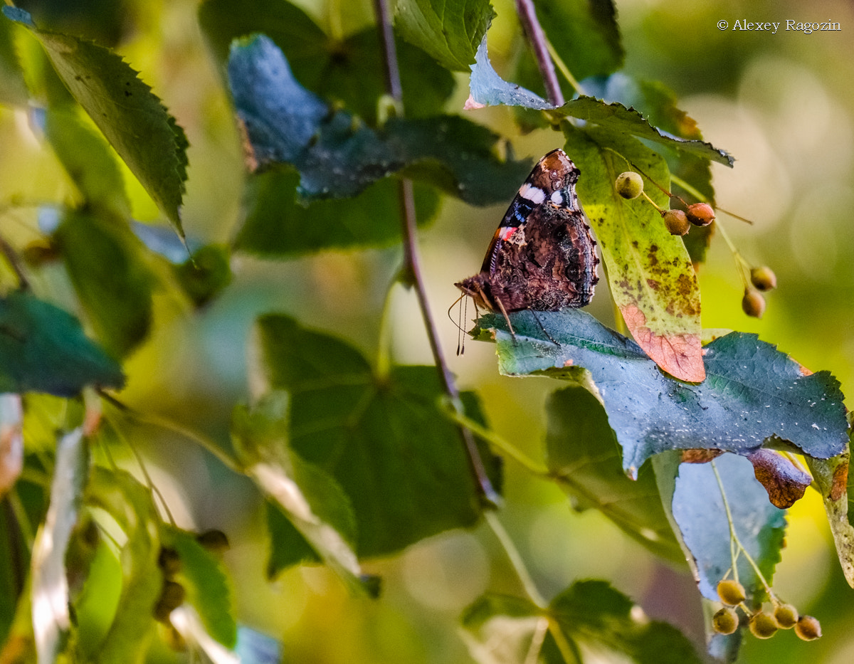 Fujifilm X-E1 + Fujifilm XC 50-230mm F4.5-6.7 OIS sample photo. Butterfly sadness photography
