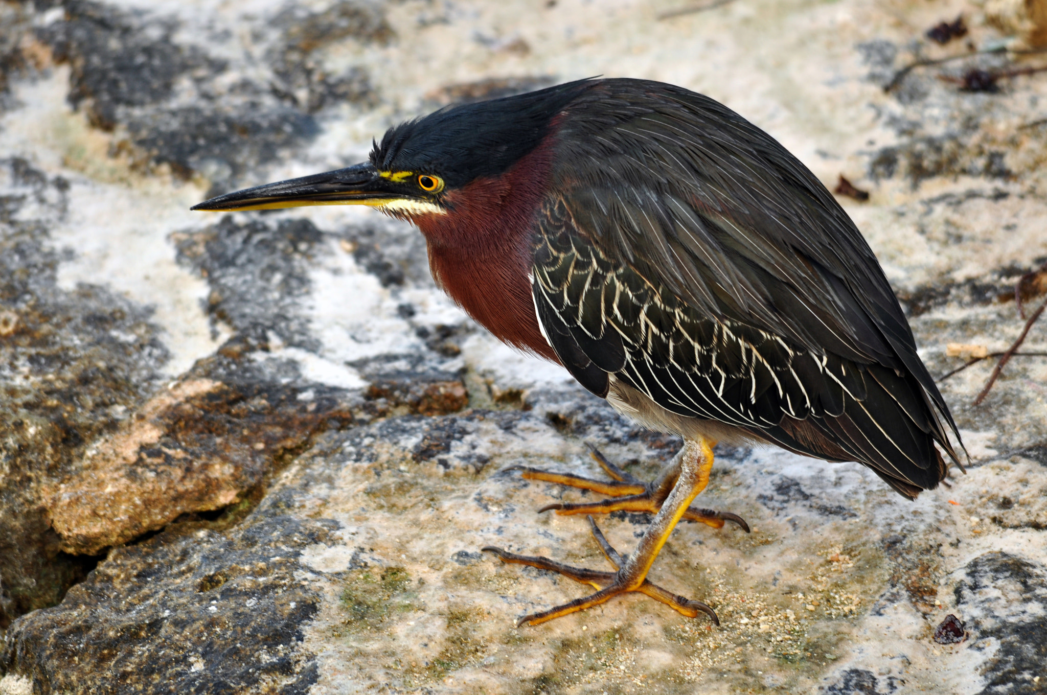 Sigma 150-500mm F5-6.3 DG OS HSM sample photo. Green heron photography
