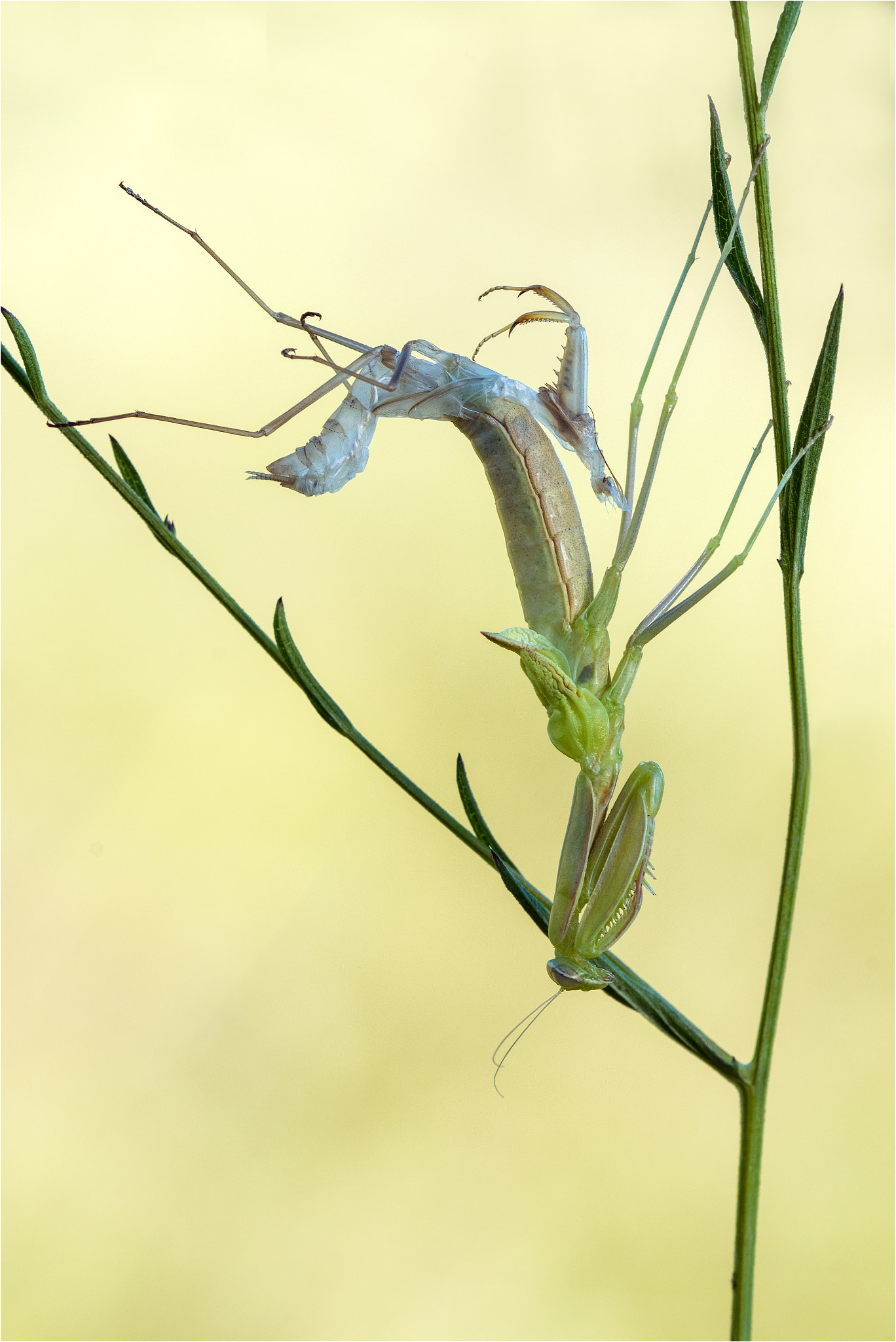 Nikon D810 + Nikon AF Micro-Nikkor 200mm F4D ED-IF sample photo. Aus der haut fahren..... photography