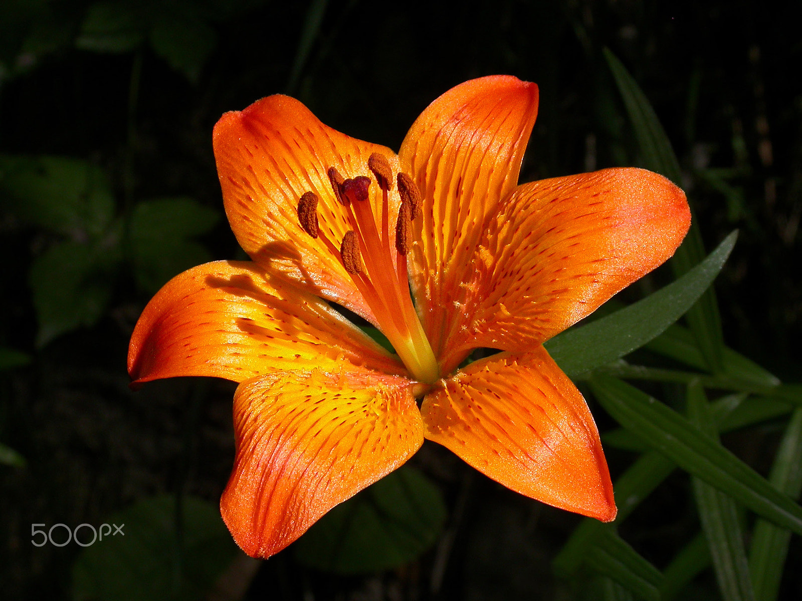 Nikon E4500 sample photo. Lily flower photography