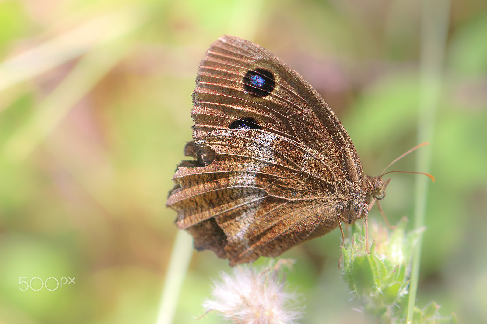 Canon EOS 700D (EOS Rebel T5i / EOS Kiss X7i) + Canon EF 100mm F2.8L Macro IS USM sample photo. Blue eyes ... photography