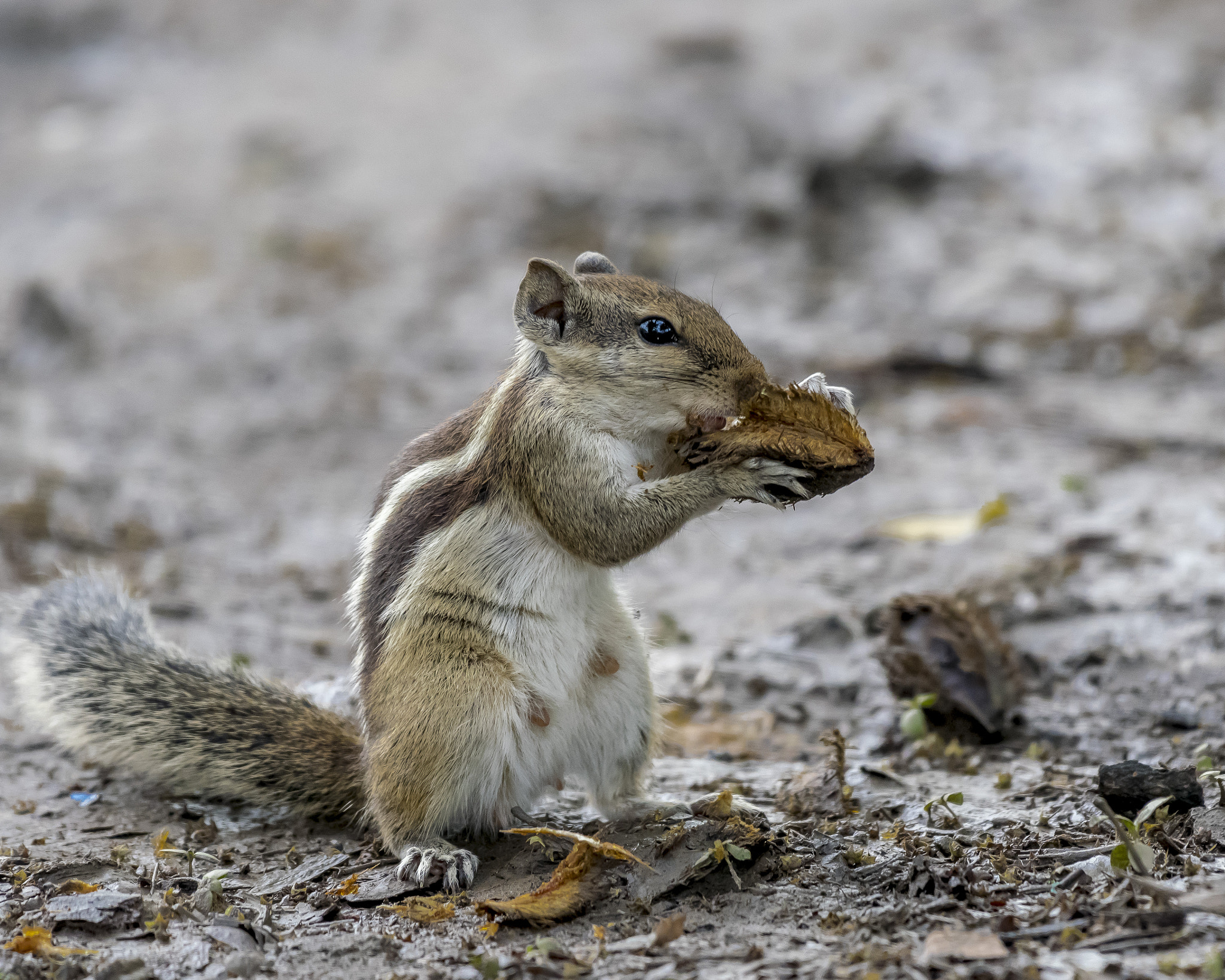Nikon AF-S Nikkor 200-500mm F5.6E ED VR sample photo. I am hungry photography
