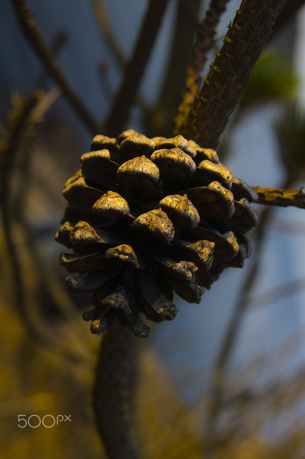 Nikon D600 sample photo. Cone of nature photography