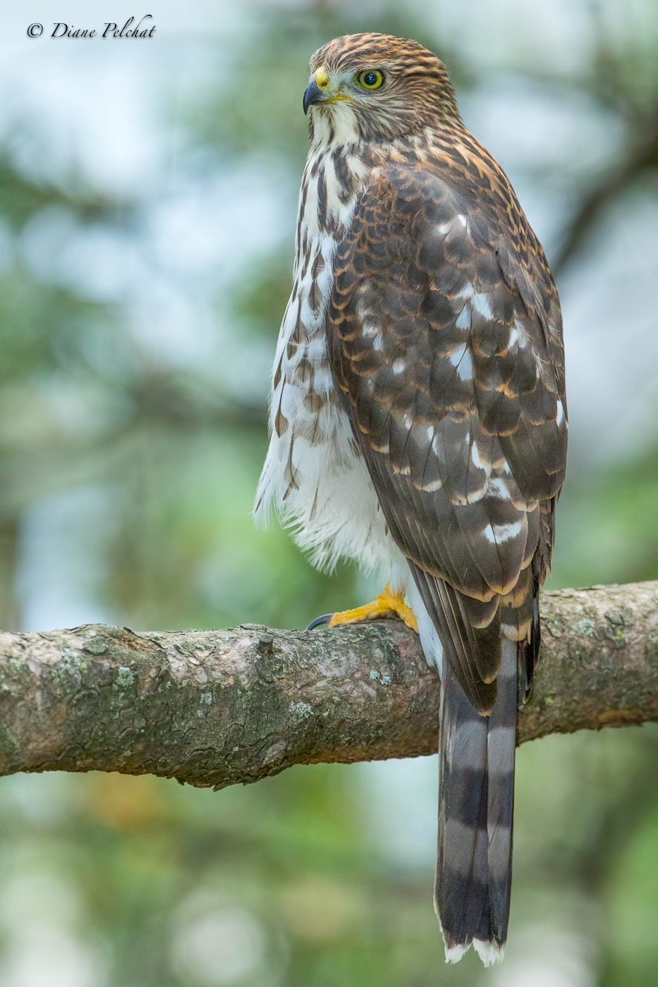 Canon EF 300mm F2.8L IS II USM sample photo. I'm ready for the photo photography