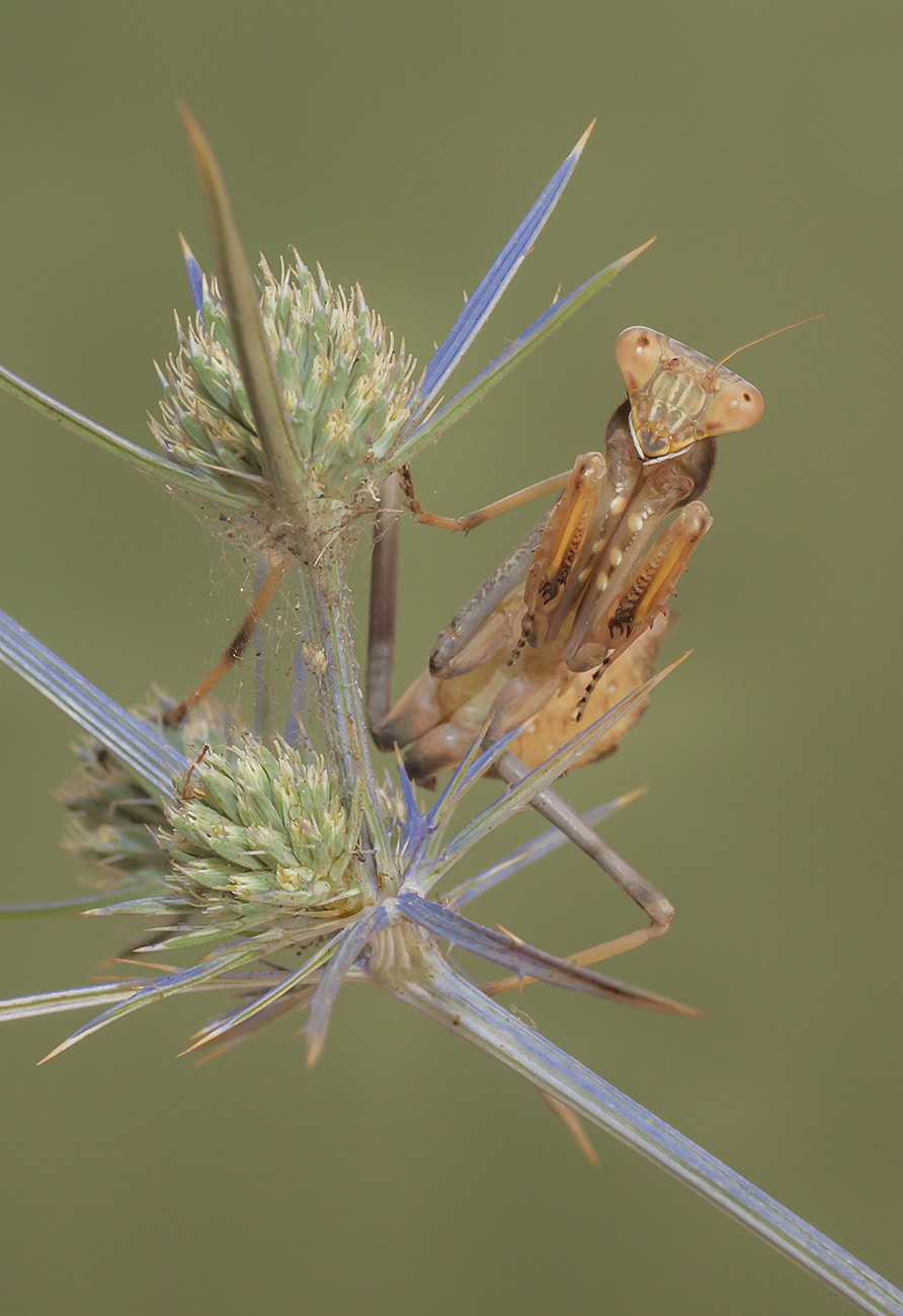 Canon EOS 50D + Tamron SP AF 90mm F2.8 Di Macro sample photo. Mantis photography