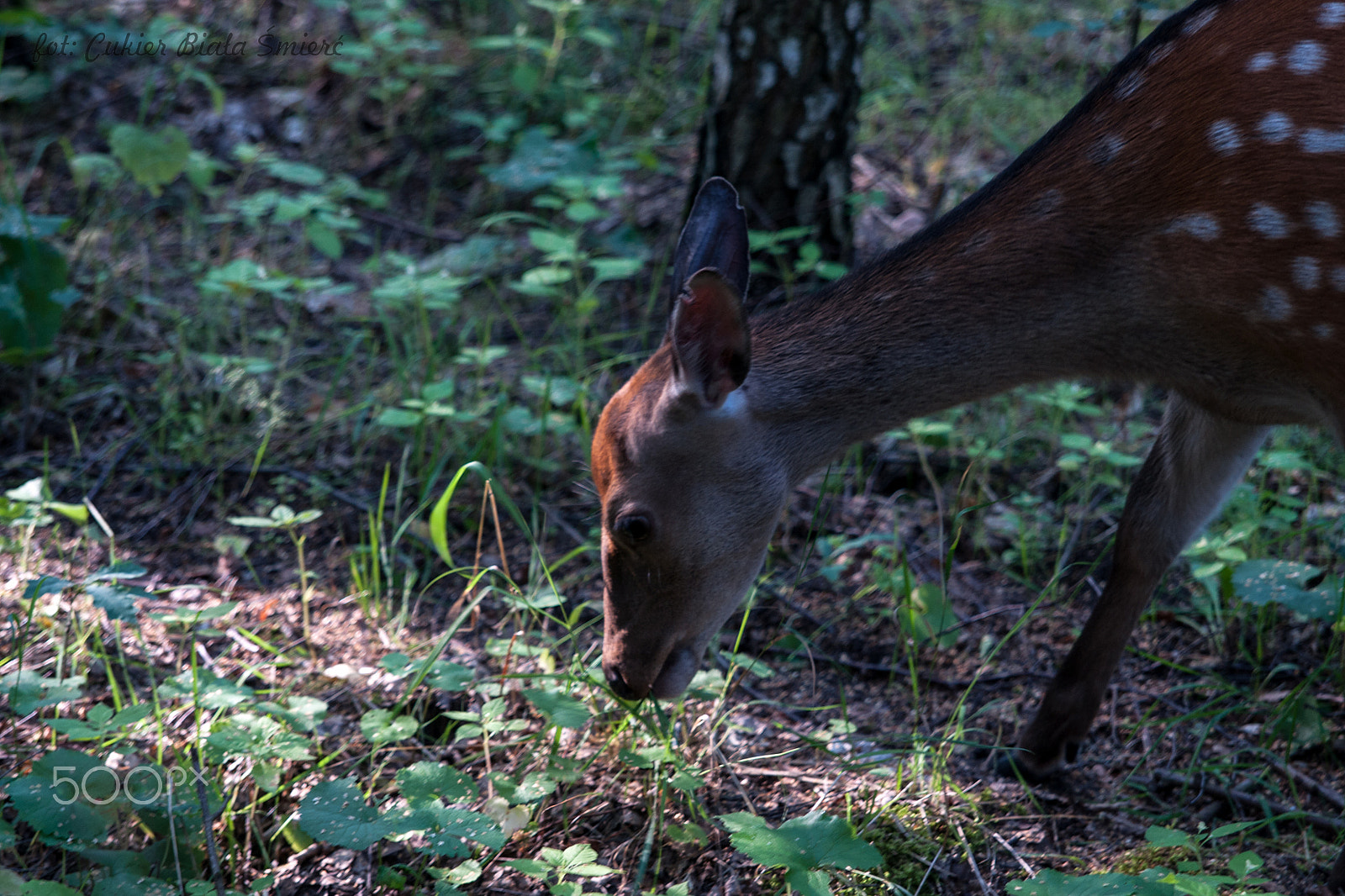 Sony Alpha DSLR-A700 + 24-70mm F2.8 sample photo. Dinosaur photography