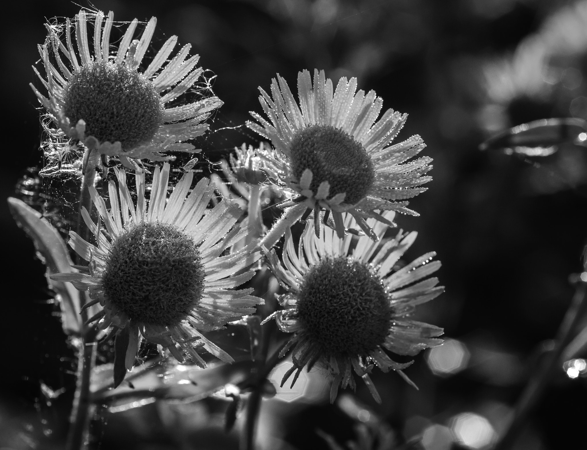 Sigma 105mm F2.8 EX DG Macro sample photo. *** photography