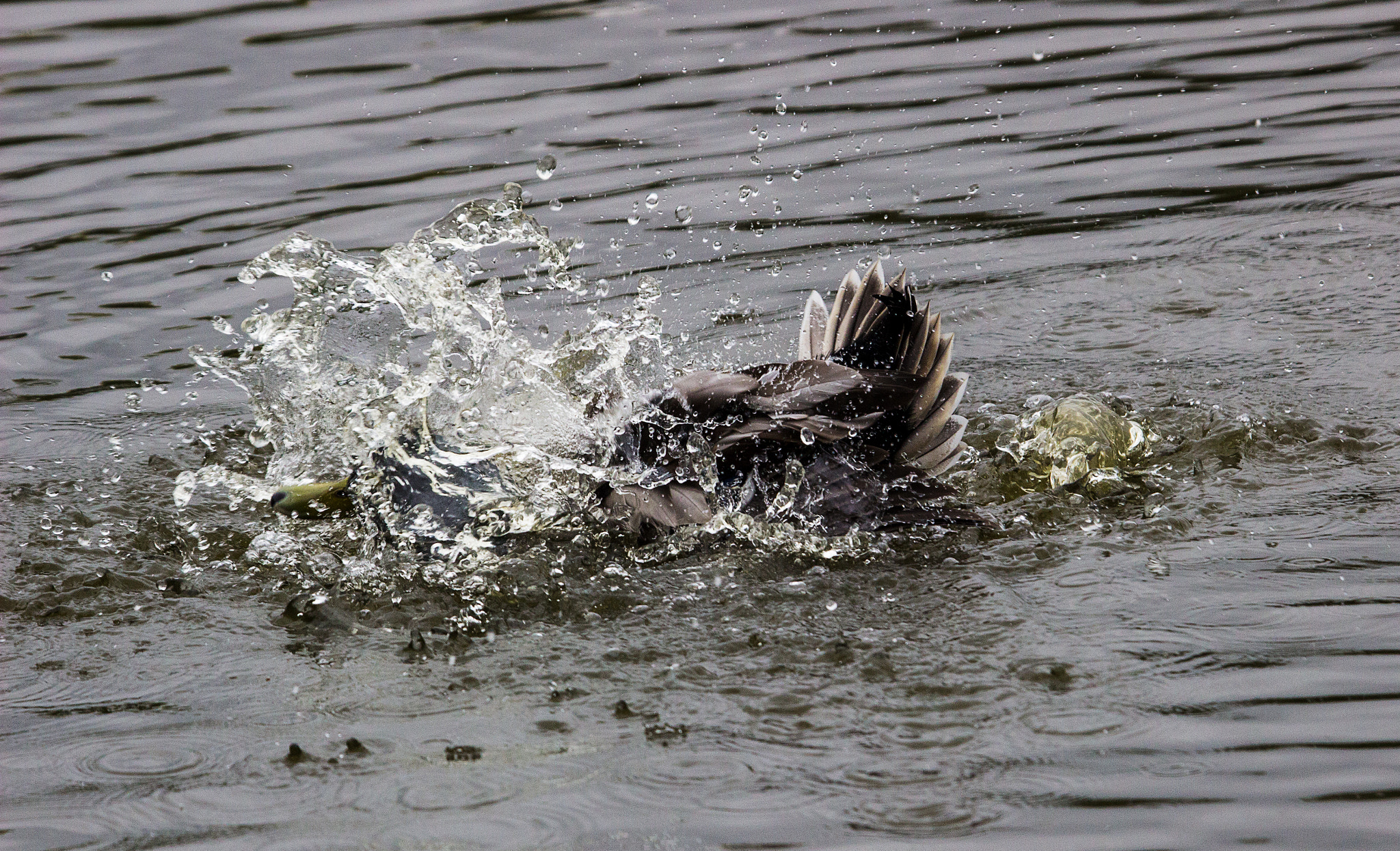 Sigma 50-500mm f/4-6.3 APO HSM EX sample photo. Mallard splash photography