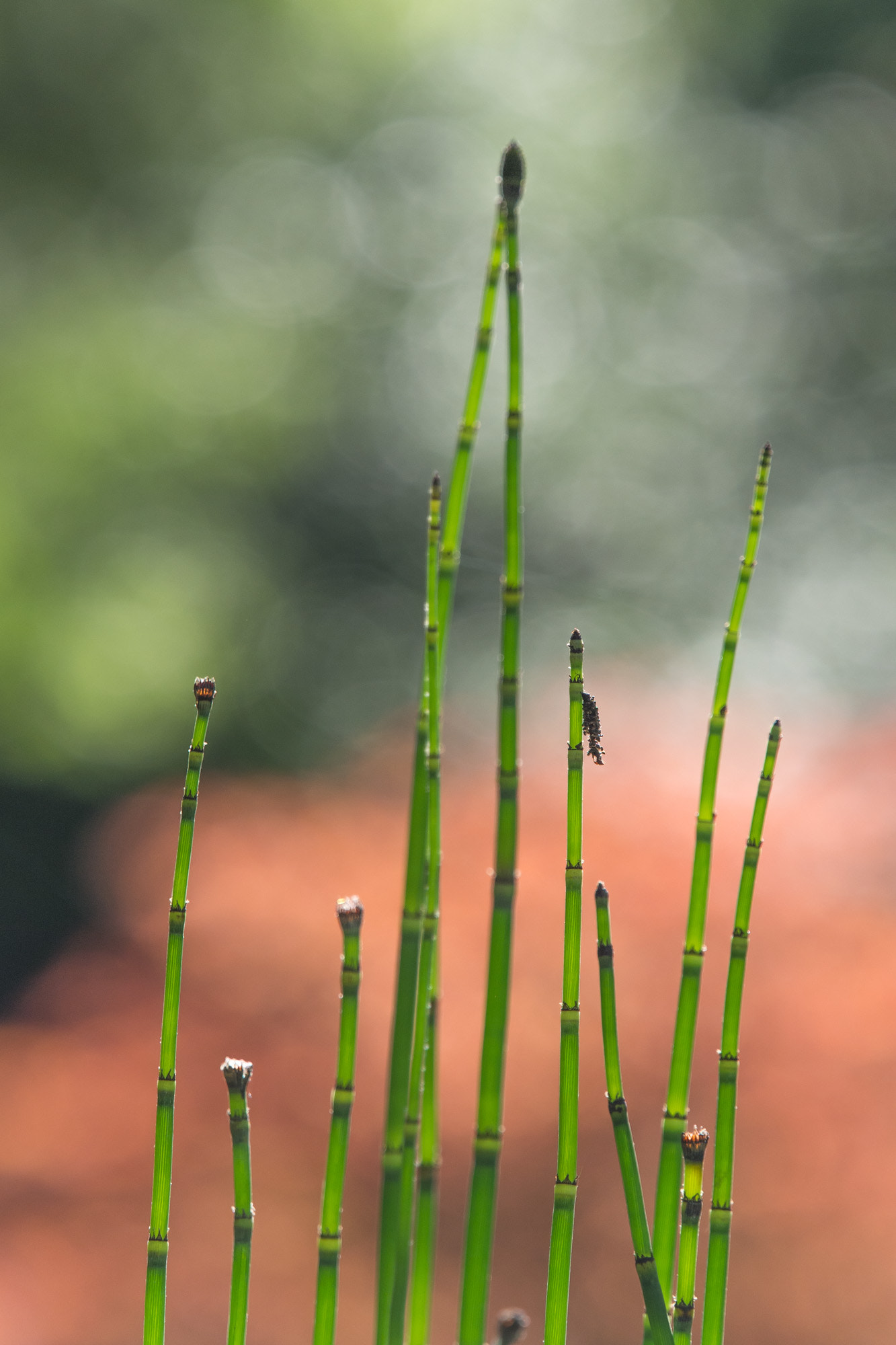 Olympus OM-D E-M10 + Olympus M.Zuiko Digital ED 40-150mm F2.8 Pro sample photo. Glow grass photography