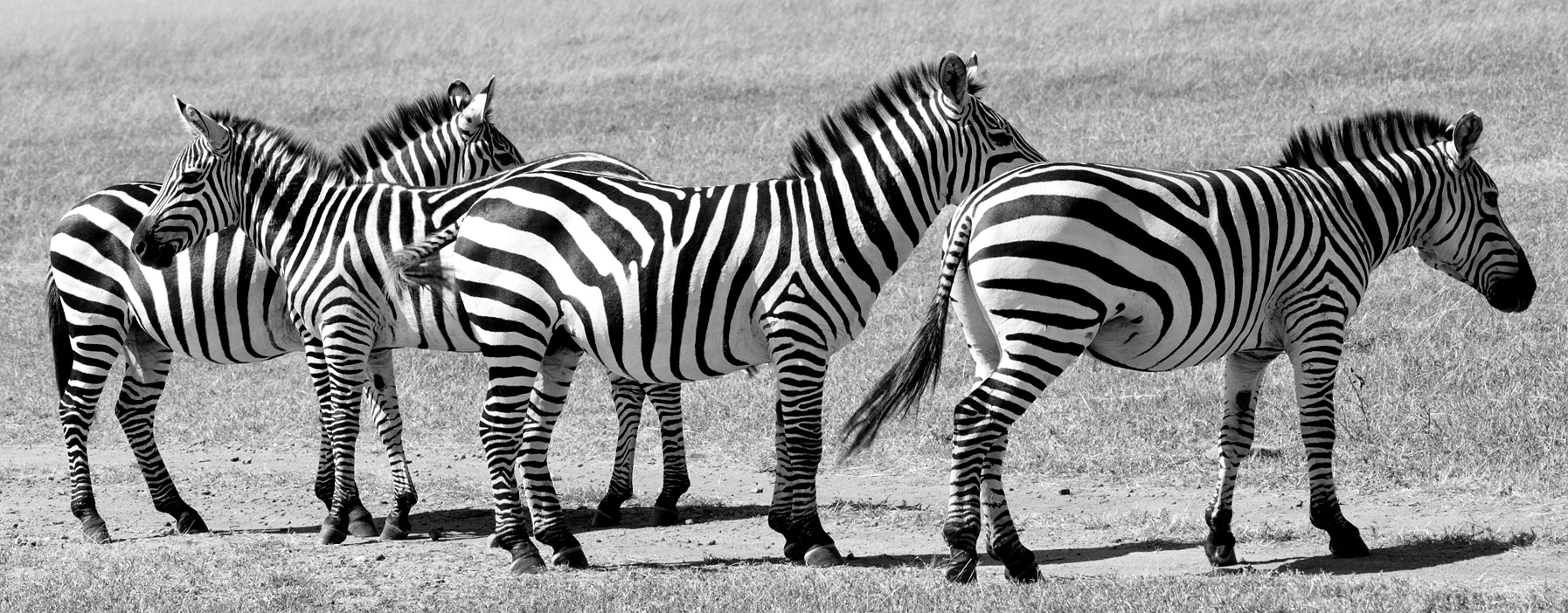 Sigma 150-500mm F5-6.3 DG OS HSM sample photo. Zebra photography