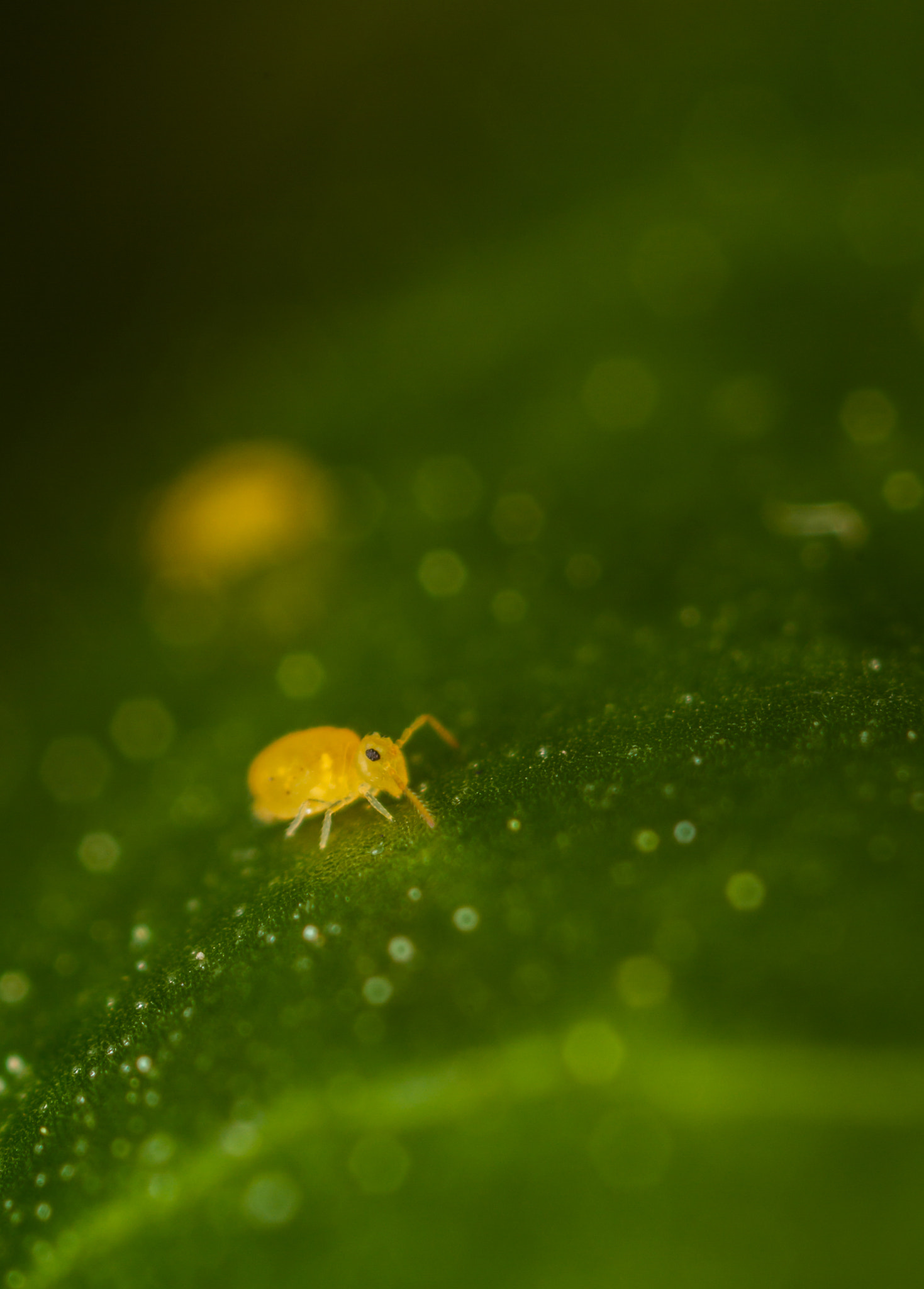Canon MP-E 65mm F2.5 1-5x Macro Photo sample photo. Deuterosminthurus pallipes form repanda photography