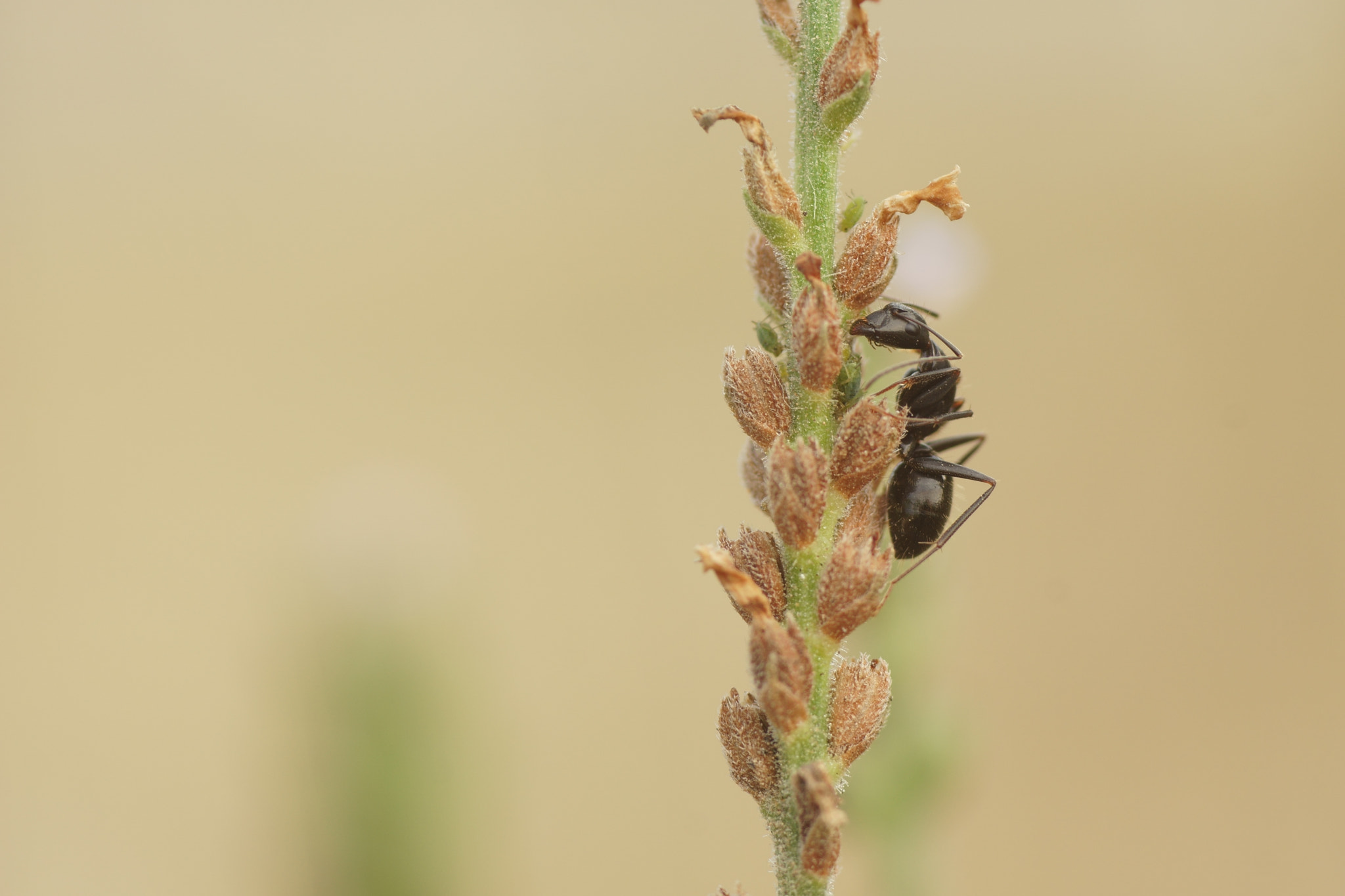 Sony a6000 + Tamron SP AF 90mm F2.8 Di Macro sample photo. Caponotus vagus photography