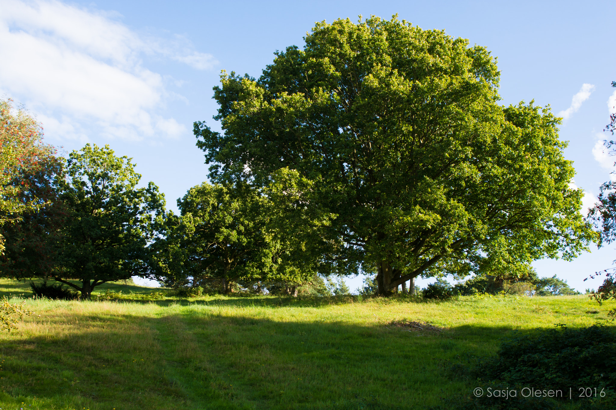 Tamron SP 24-70mm F2.8 Di VC USD sample photo. Mols, denmark photography