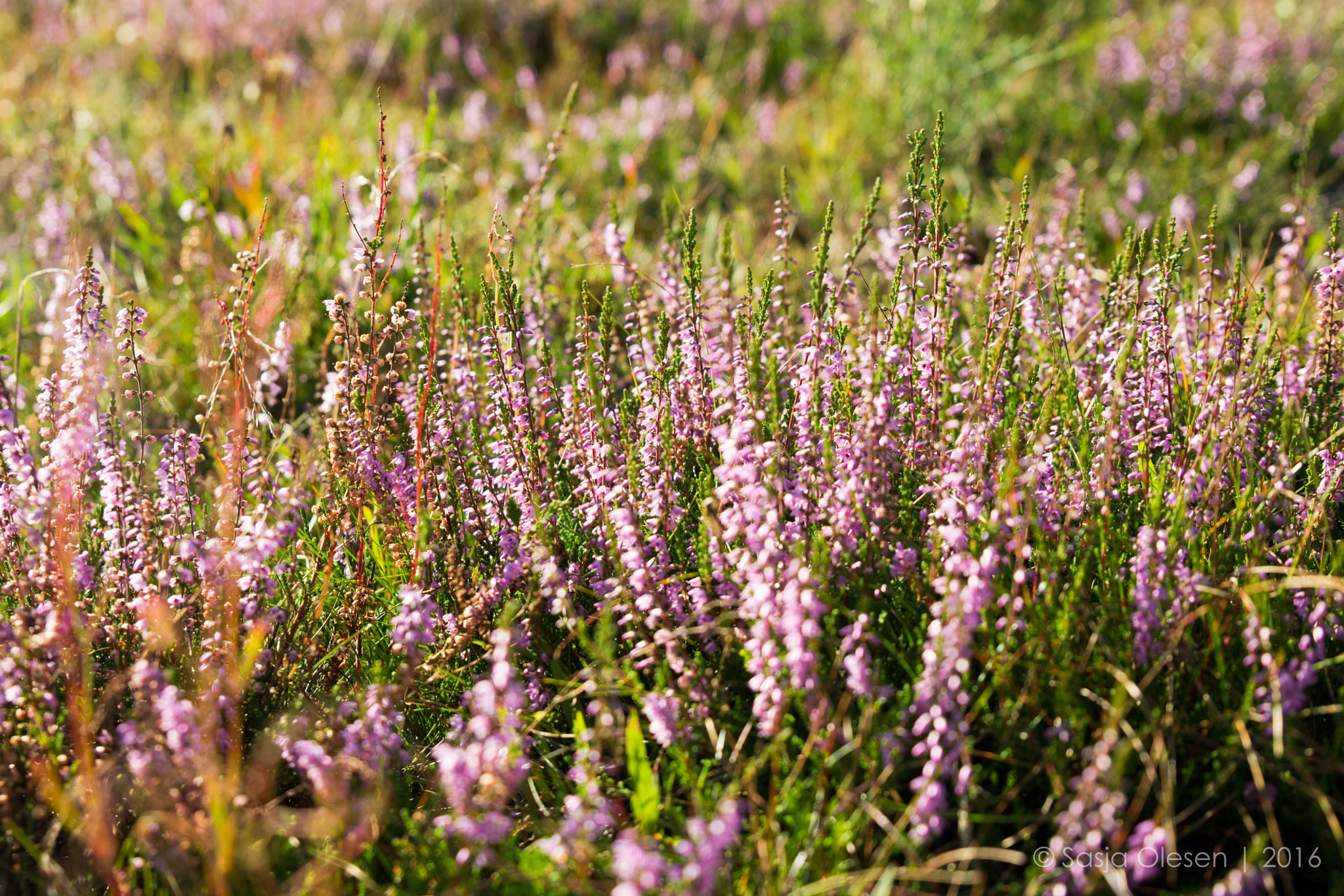 Tamron SP 24-70mm F2.8 Di VC USD sample photo. Mols, denmark photography