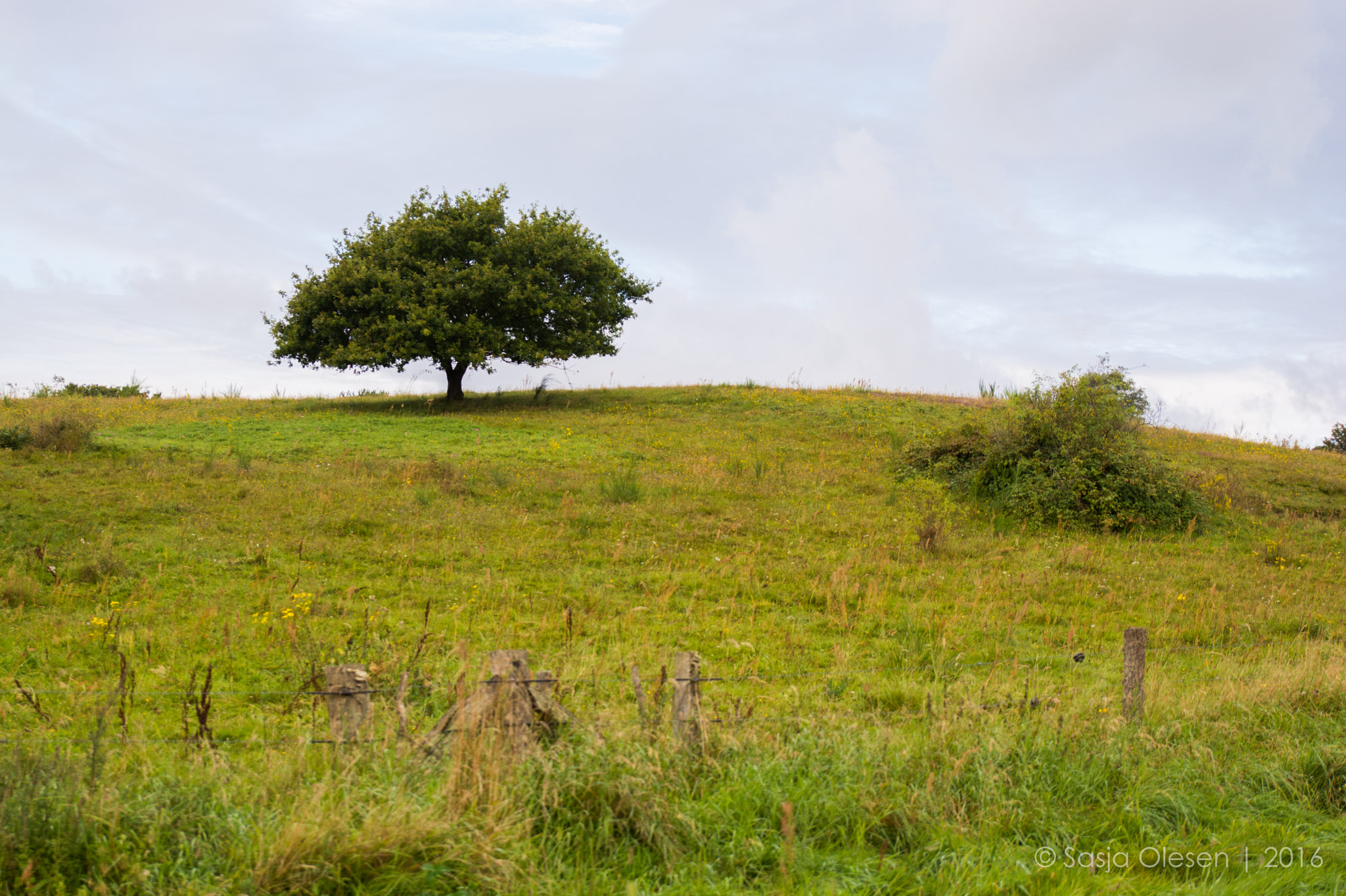 Tamron SP 24-70mm F2.8 Di VC USD sample photo. Mols, denmark photography