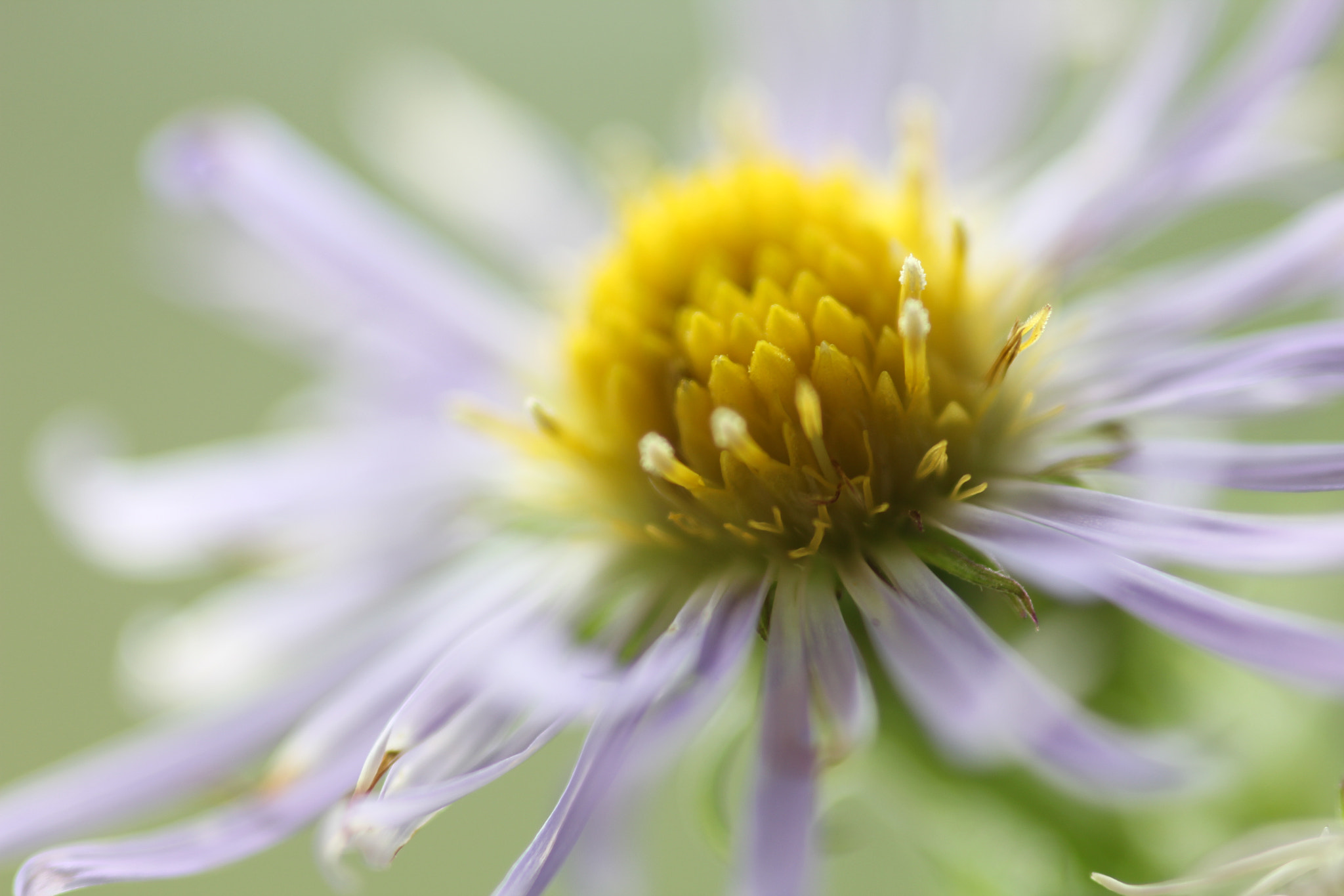 Canon EOS 60D + Sigma 105mm F2.8 EX DG Macro sample photo. Floating - flottante photography