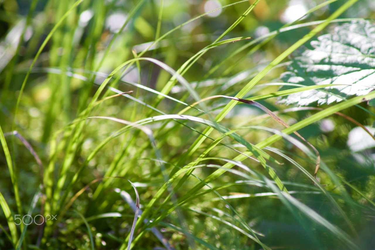 Canon EOS 500D (EOS Rebel T1i / EOS Kiss X3) sample photo. Last grass photography