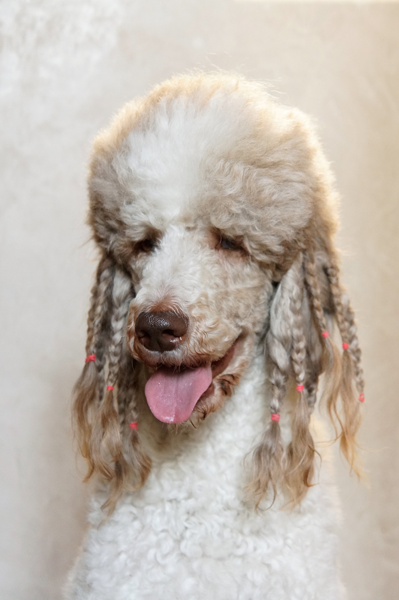 DT 18-270mm F3.5-6.3 sample photo. Standard partipoodle portrait photography