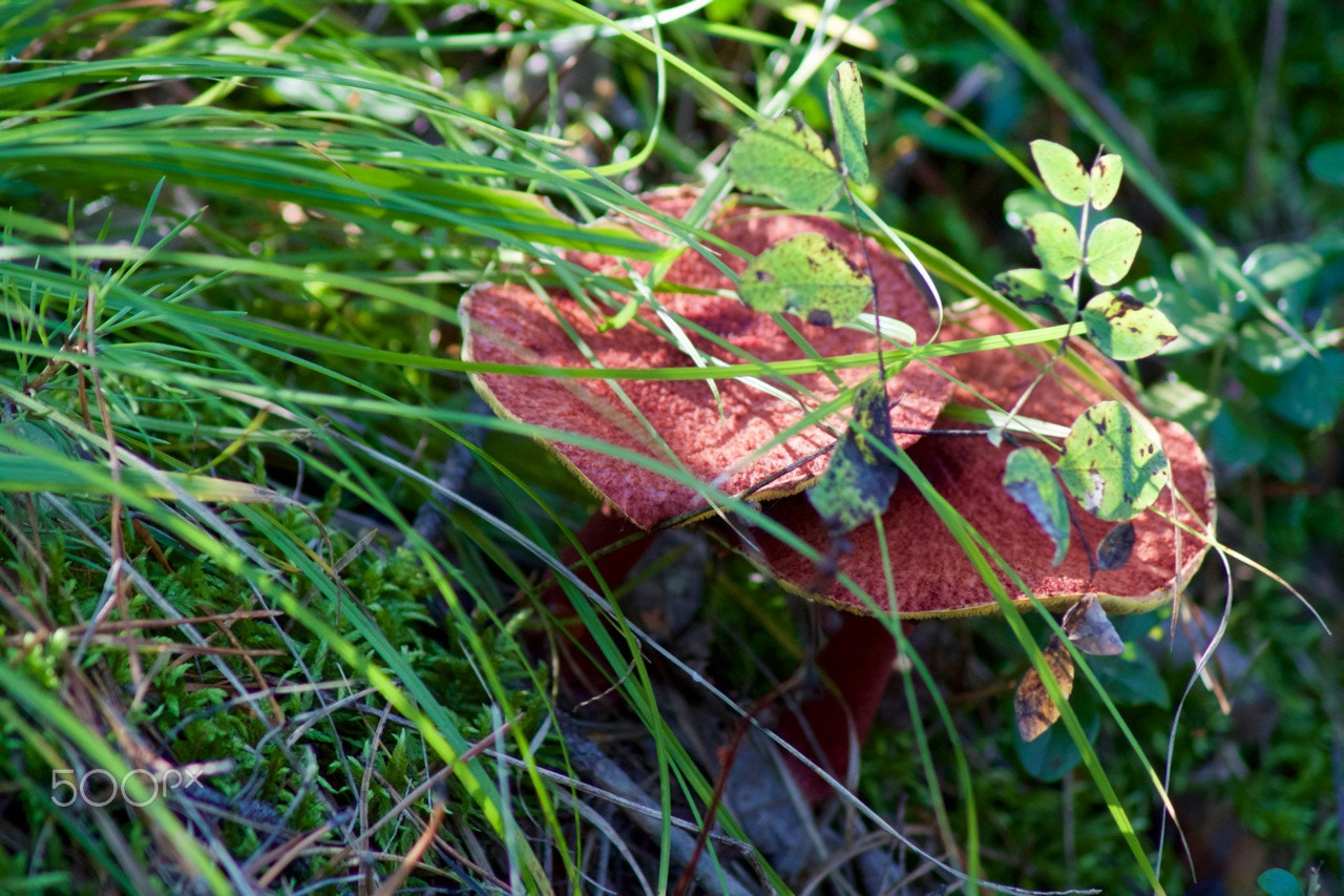 Canon EOS 500D (EOS Rebel T1i / EOS Kiss X3) sample photo. Red mushrooms photography