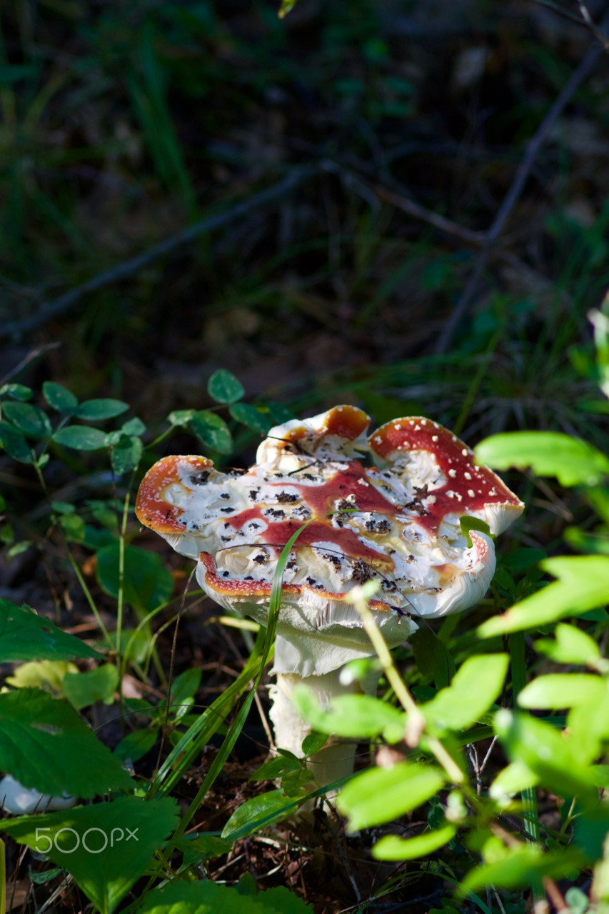 Canon EOS 500D (EOS Rebel T1i / EOS Kiss X3) sample photo. Amanita photography
