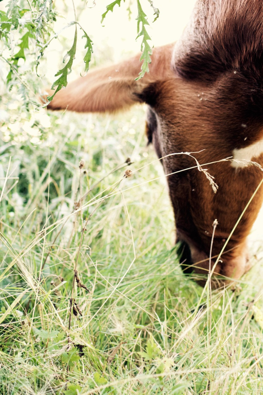 Canon EOS 500D (EOS Rebel T1i / EOS Kiss X3) sample photo. Calf photography