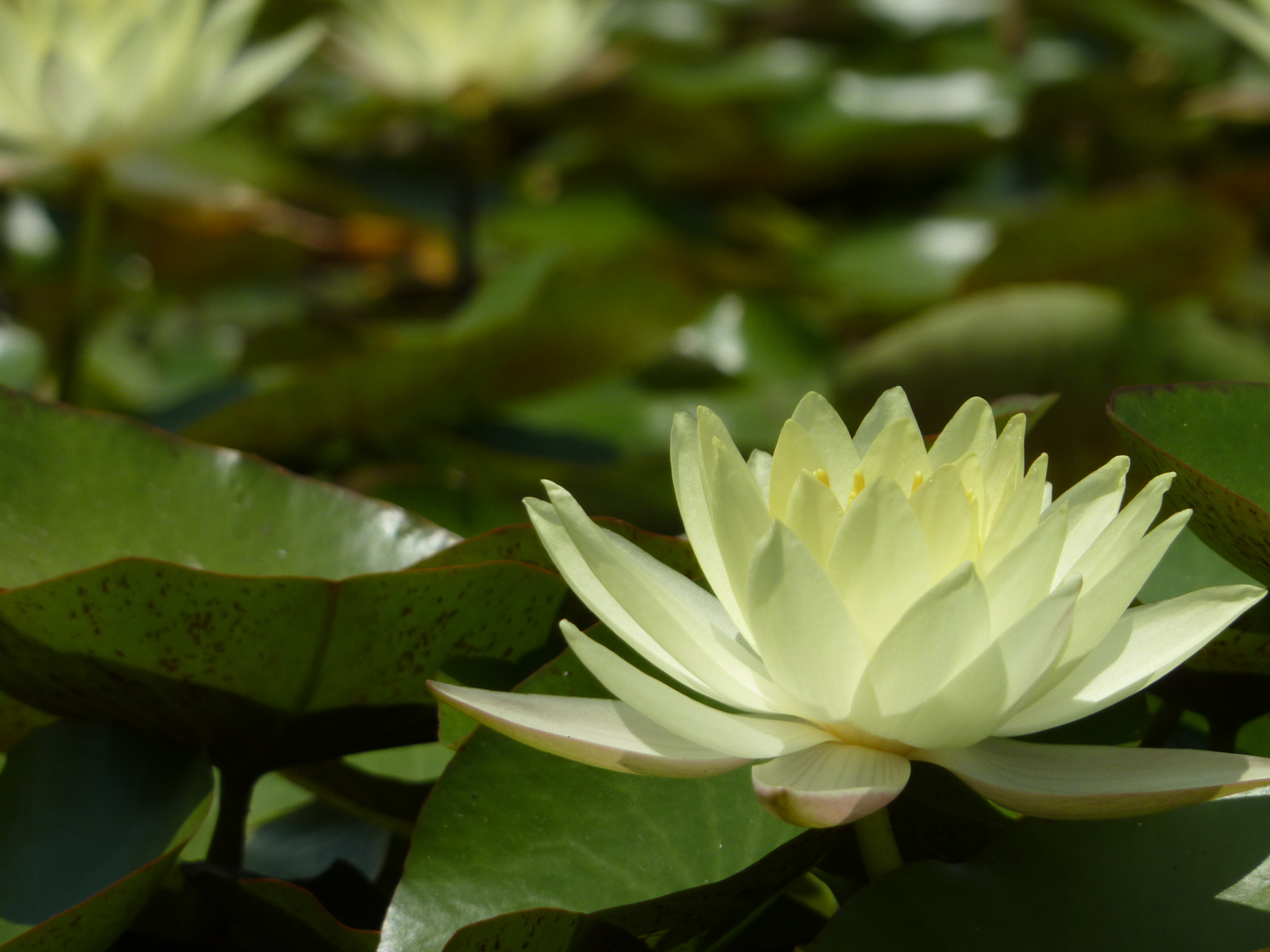 Panasonic DMC-ZS3 sample photo. Water lilly photography