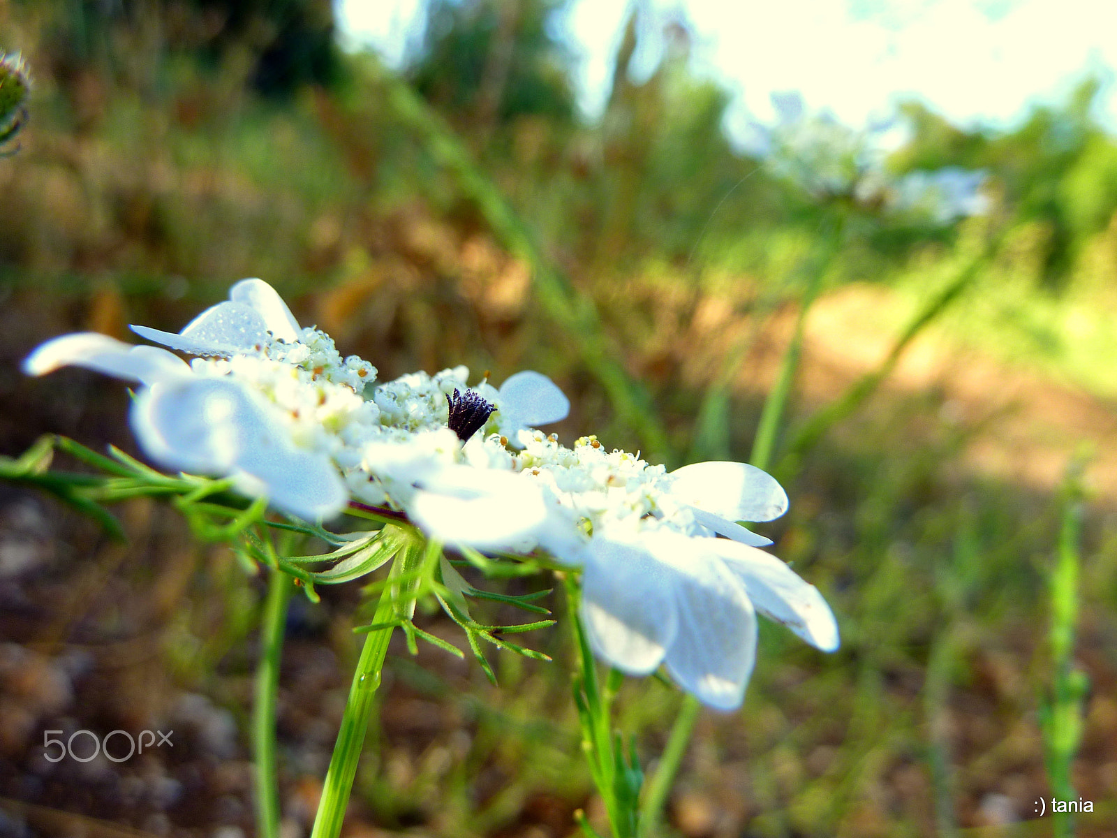 Panasonic DMC-ZS3 sample photo. May flower photography