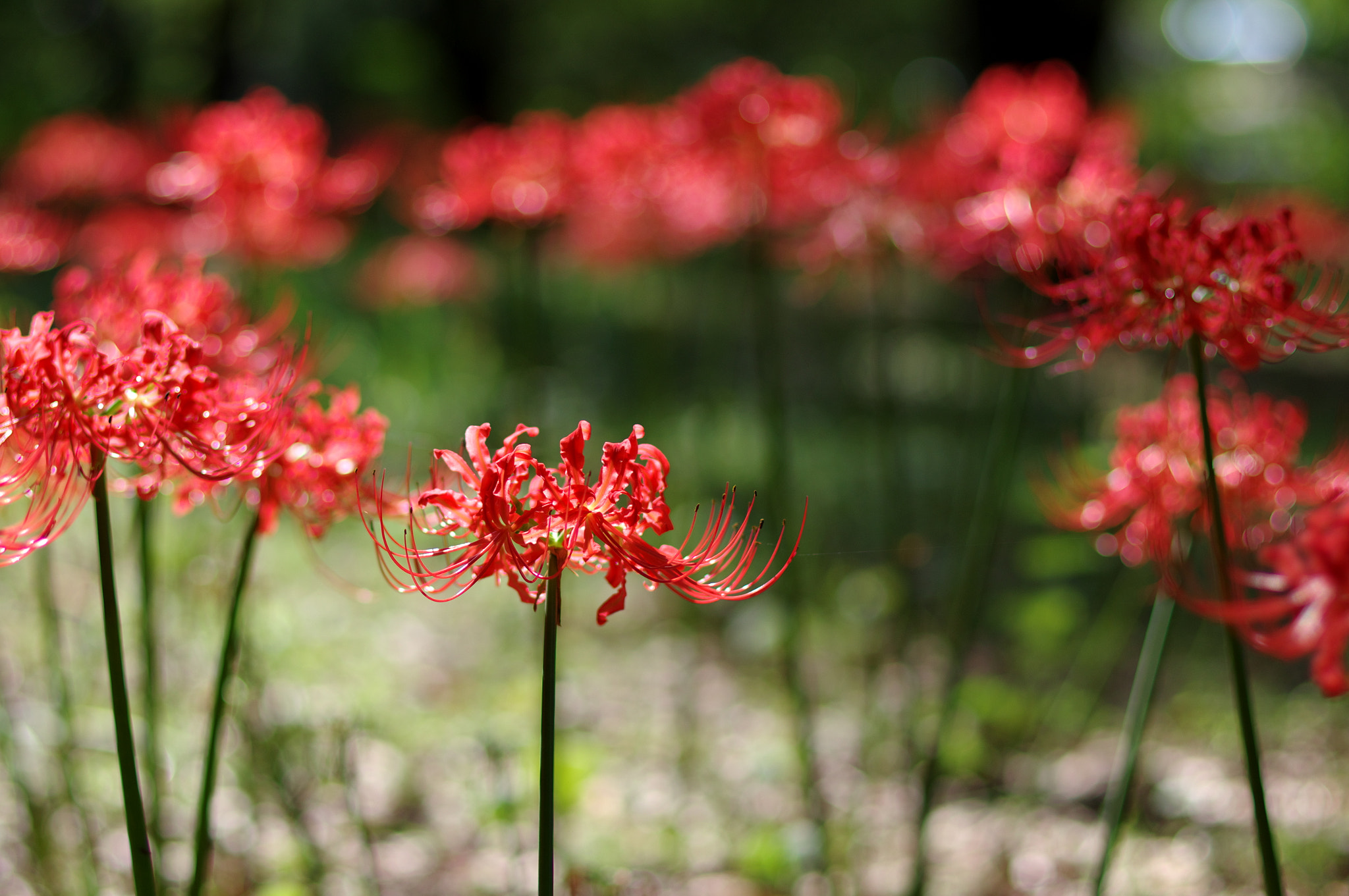 Pentax K-3 + Pentax smc DA* 55mm F1.4 SDM sample photo. From the humid tokyo... photography