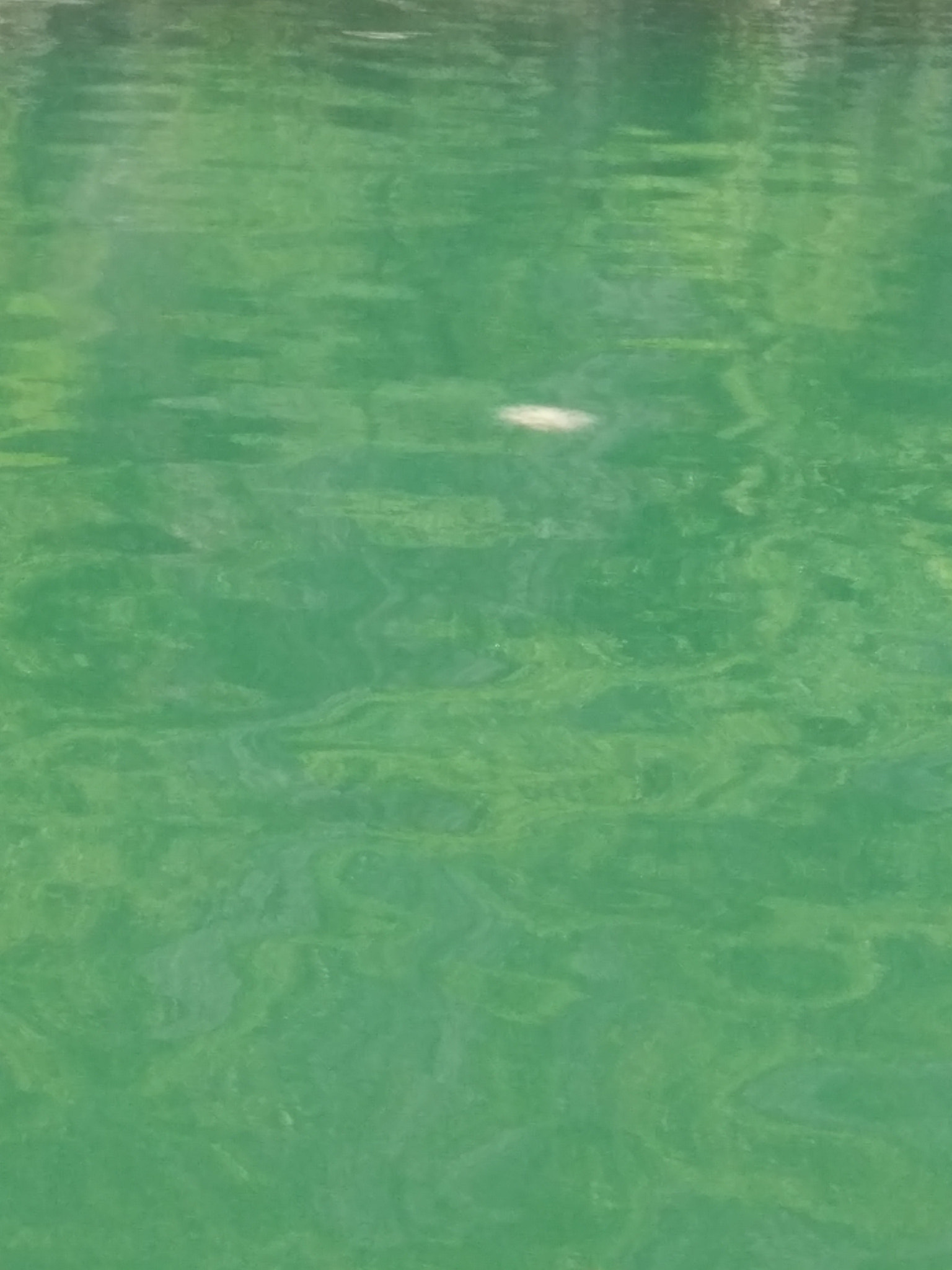 OPPO R7 Lite sample photo. Sea water' color photography