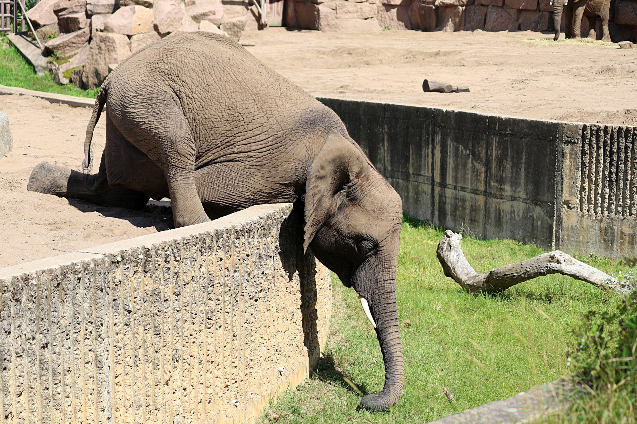Canon EF-S 55-250mm F4-5.6 IS II sample photo. Boored elephant photography