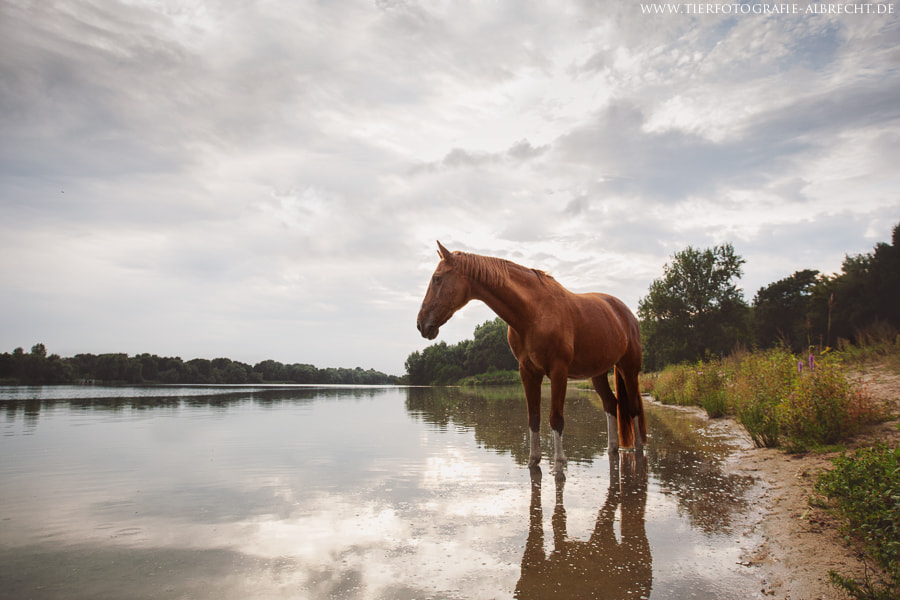 Canon EOS-1D Mark III sample photo. By the lake ii photography