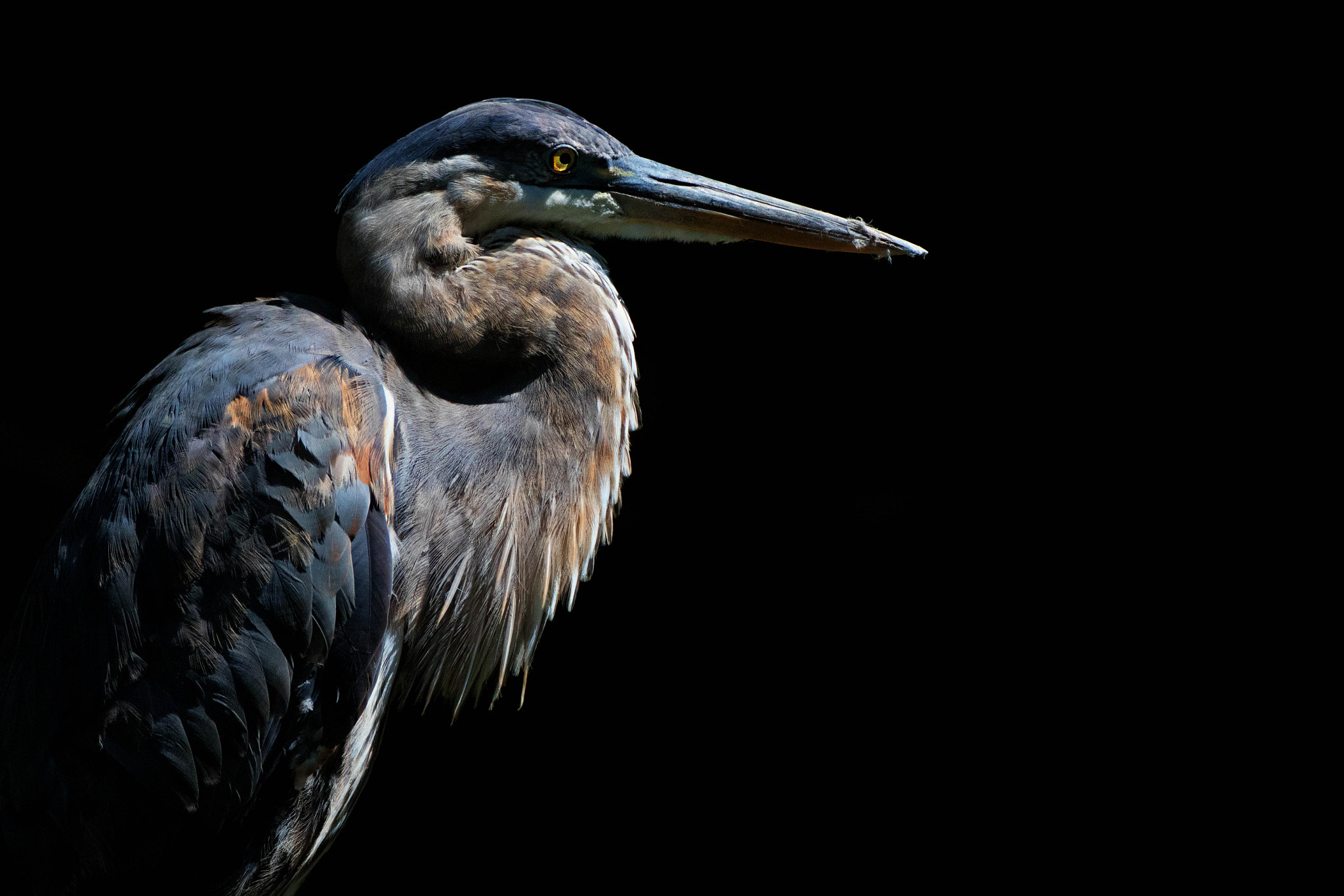Canon EF 500mm F4L IS USM sample photo. Great blue heron photography