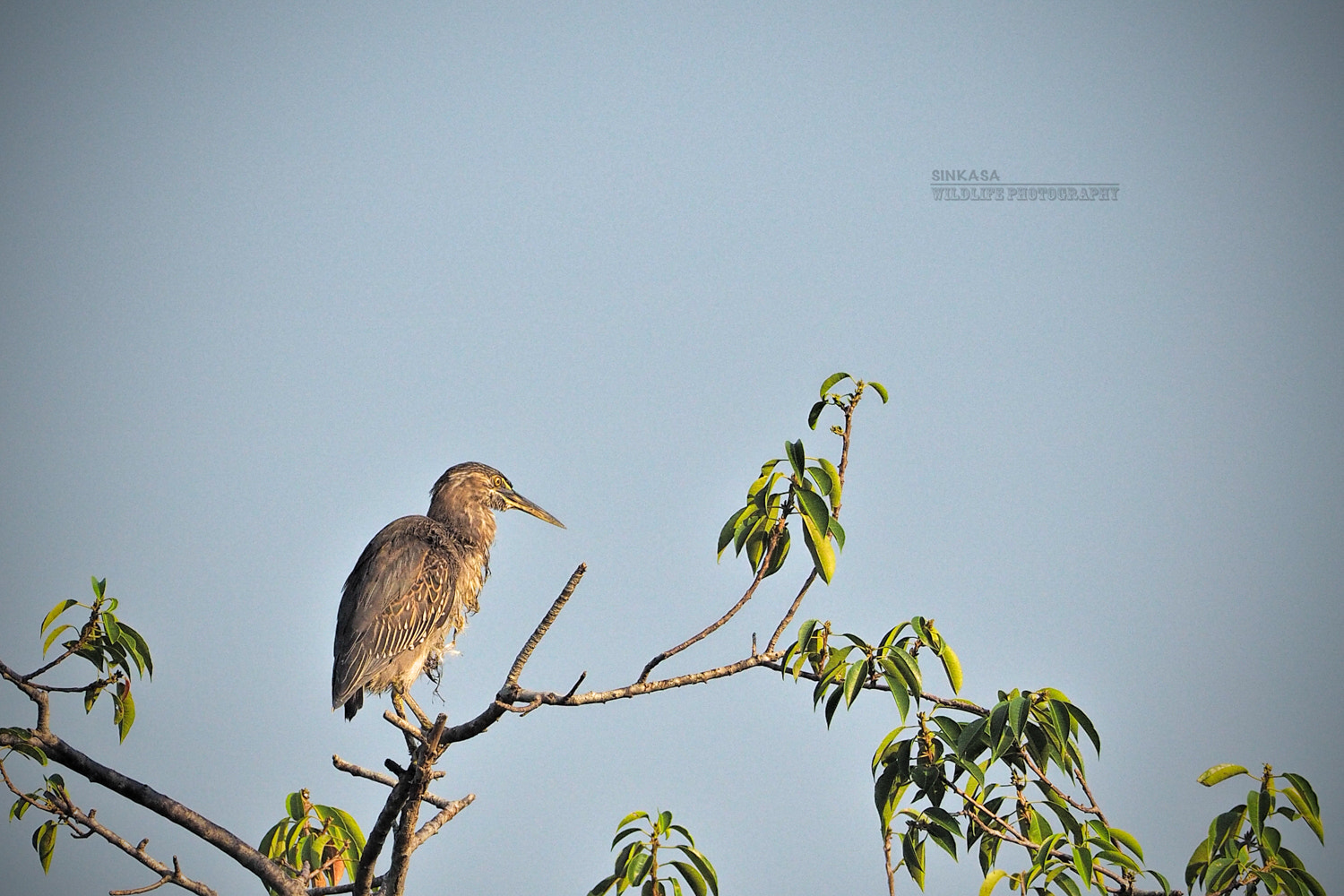 Olympus OM-D E-M1 + M.300mm F4.0 + MC-14 sample photo. Little heron photography