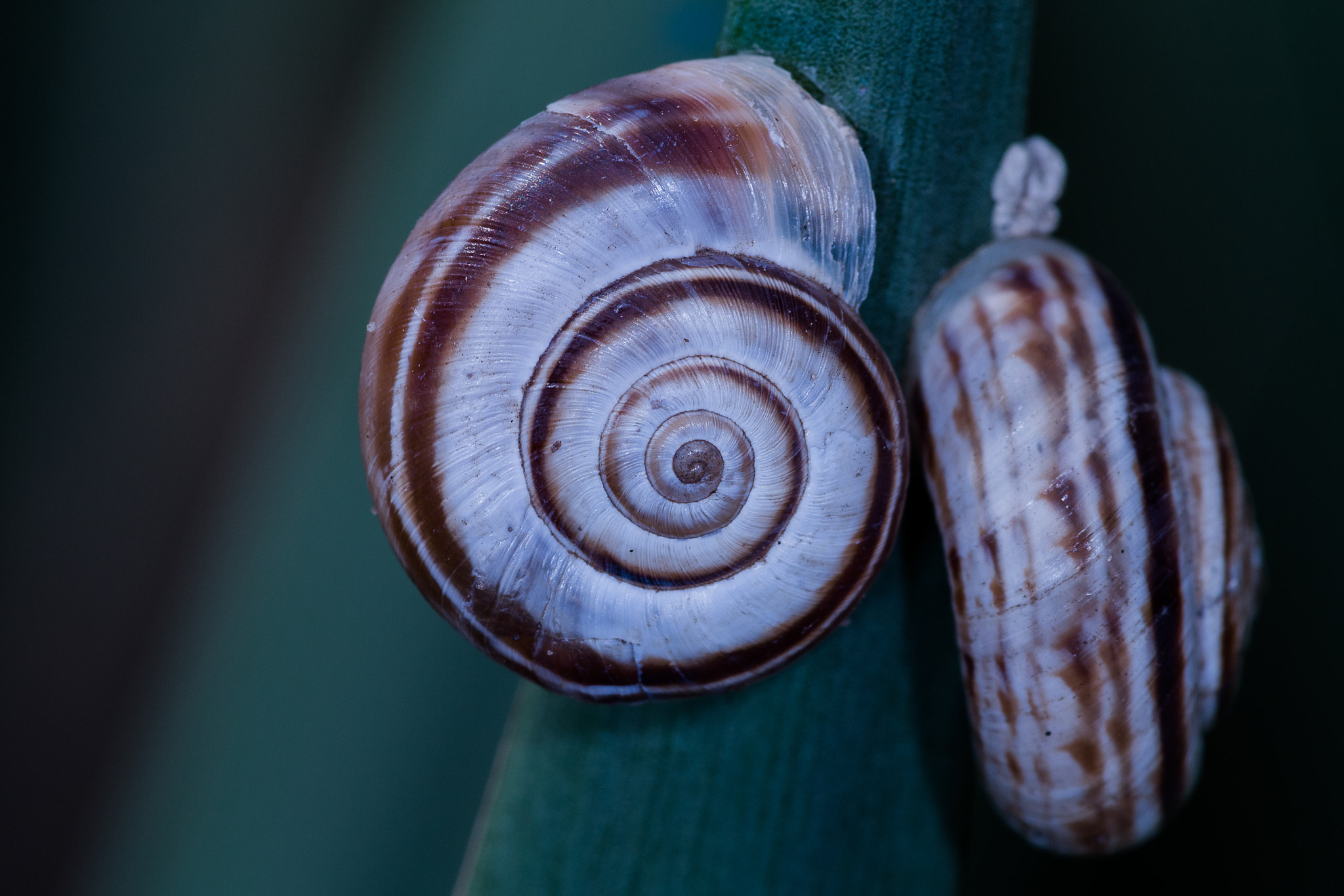 Canon EF 180mm F3.5L Macro USM sample photo. Snail pair photography