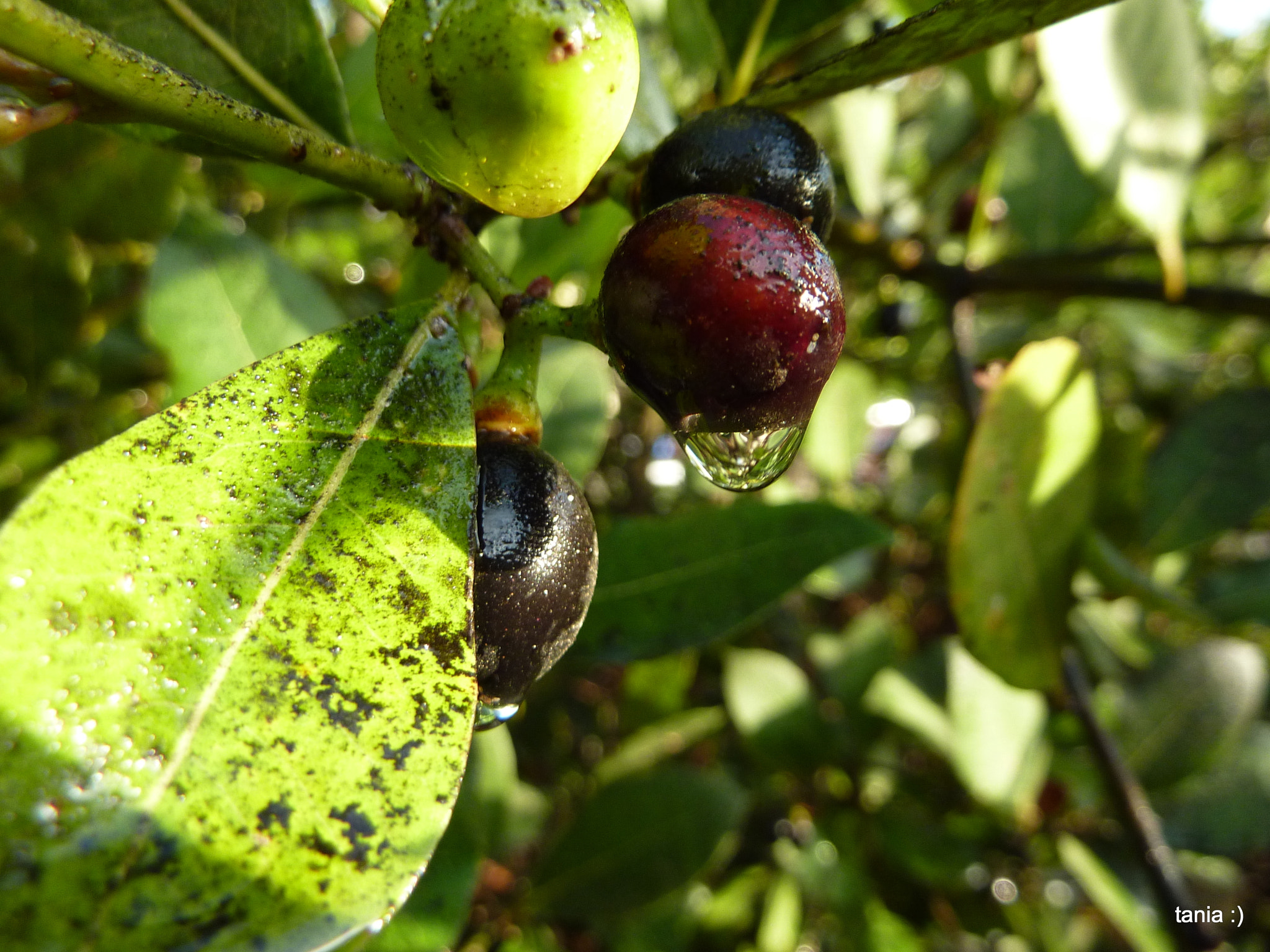 Panasonic DMC-ZS3 sample photo. Wet fruit photography