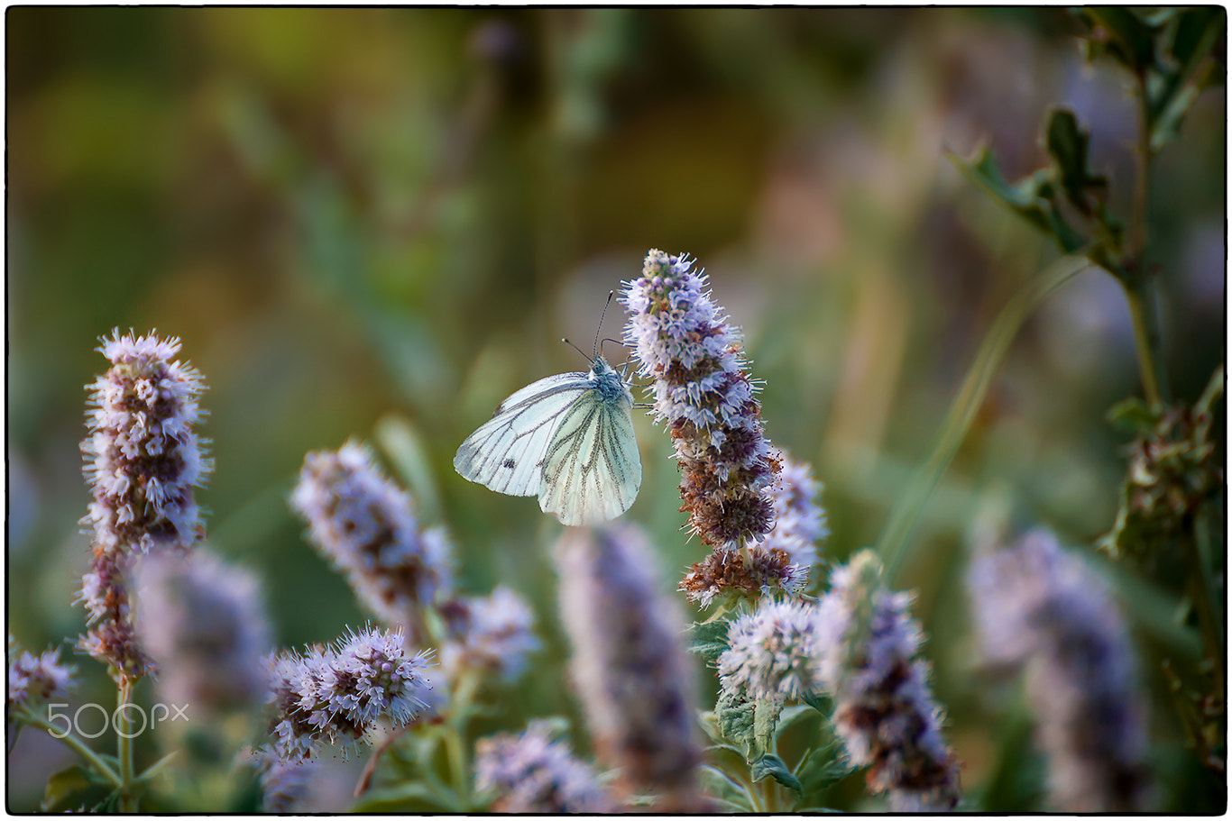 Canon EOS 5D + Tamron SP 35mm F1.8 Di VC USD sample photo. Macro butterfly photography