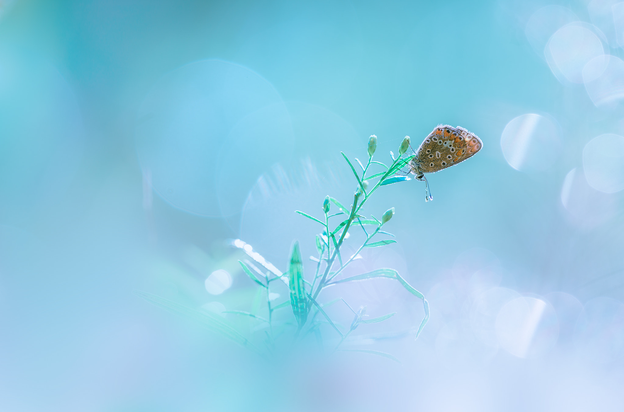 Sigma 70-200mm F2.8 EX DG Macro HSM II sample photo. Blue world photography