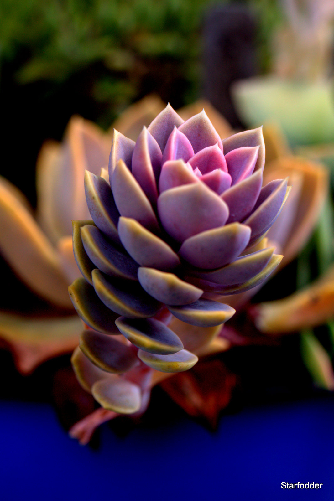 Canon EF-S 60mm F2.8 Macro USM sample photo. Img photography